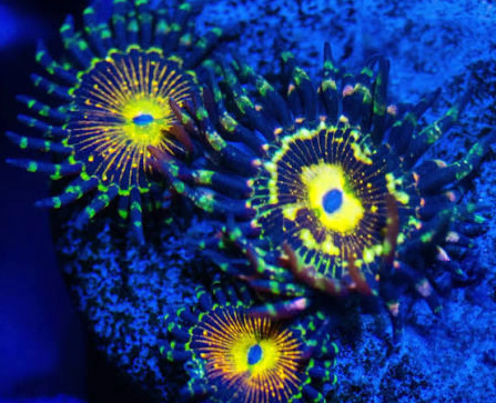 Grim Reaper zoanthid colony