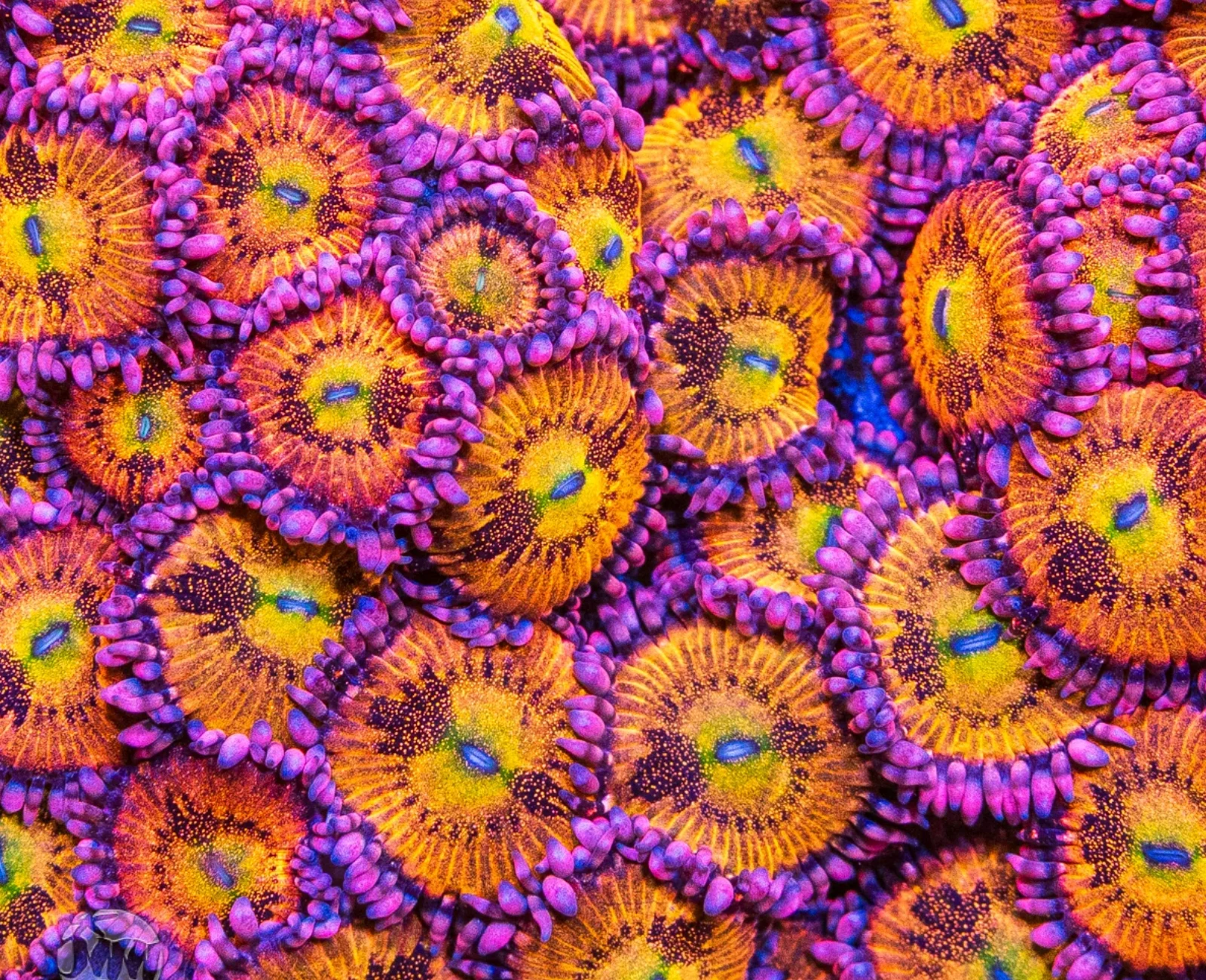 Halle Berry zoanthid colony