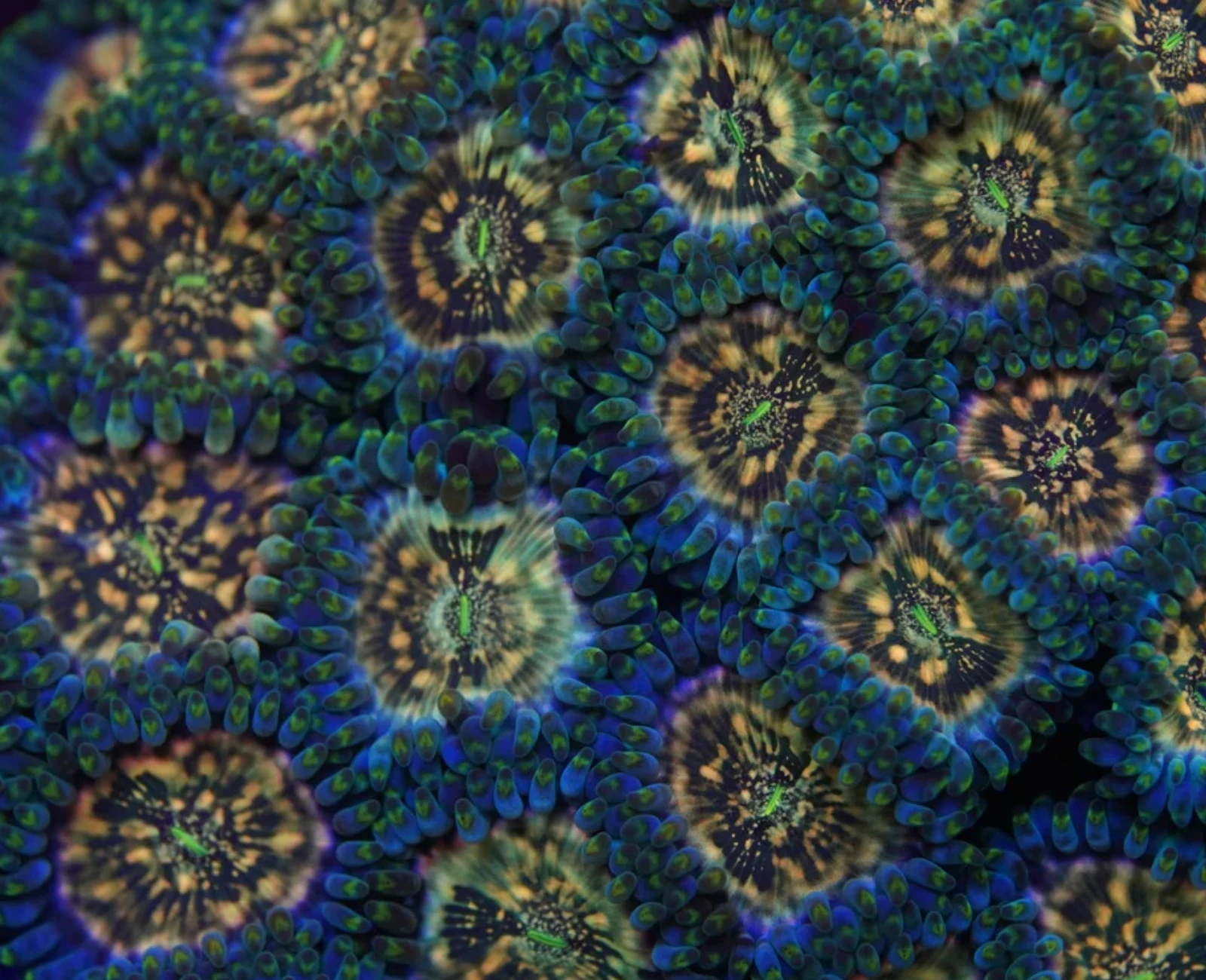 Hawaiian Ding Dang zoanthid colony
