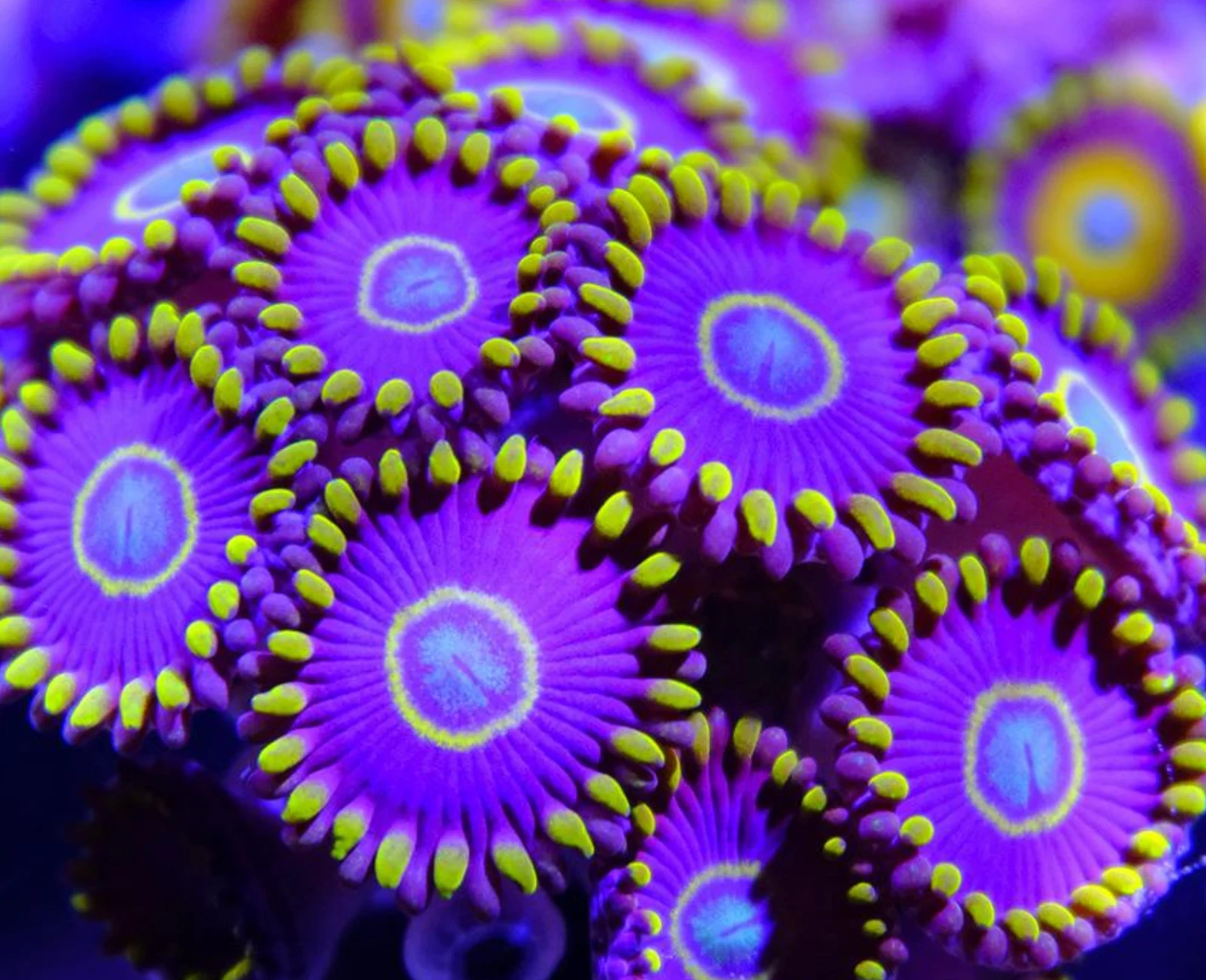 Purple Hornet zoanthid