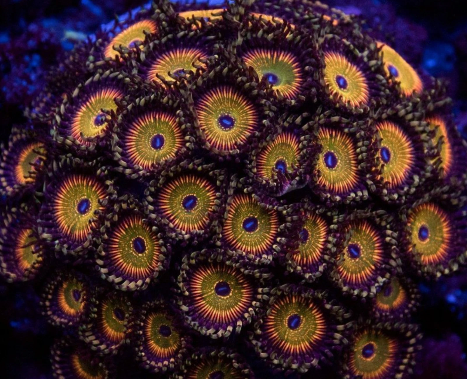 Hyper Jubilee zoanthid colony