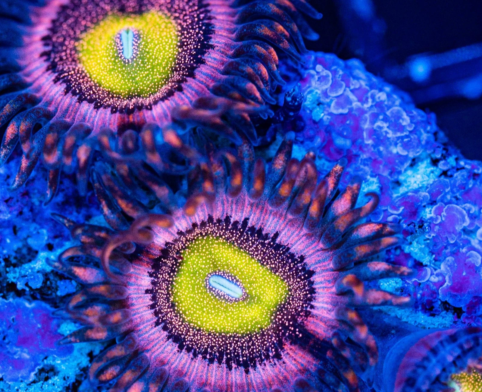 Hysteria zoanthid colony