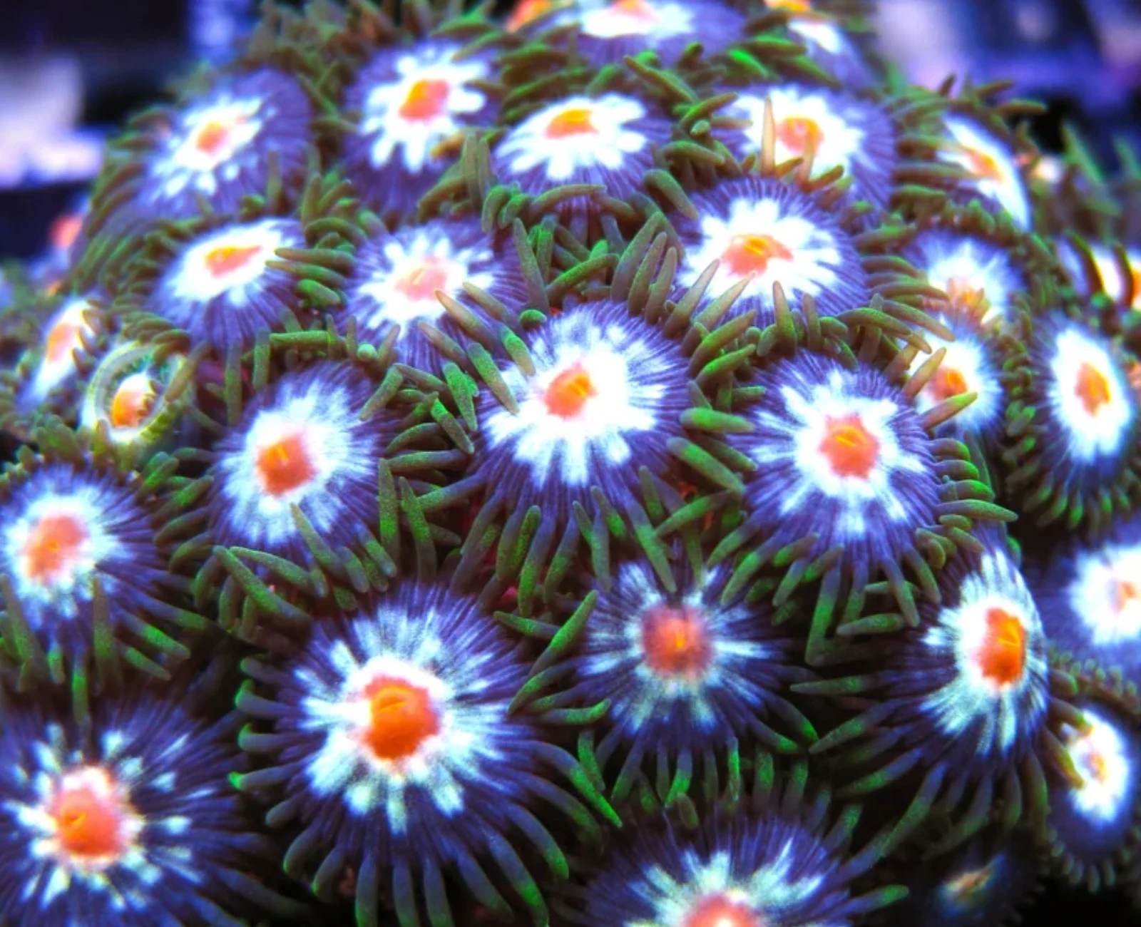 Jason Fox Stargazer zoanthid