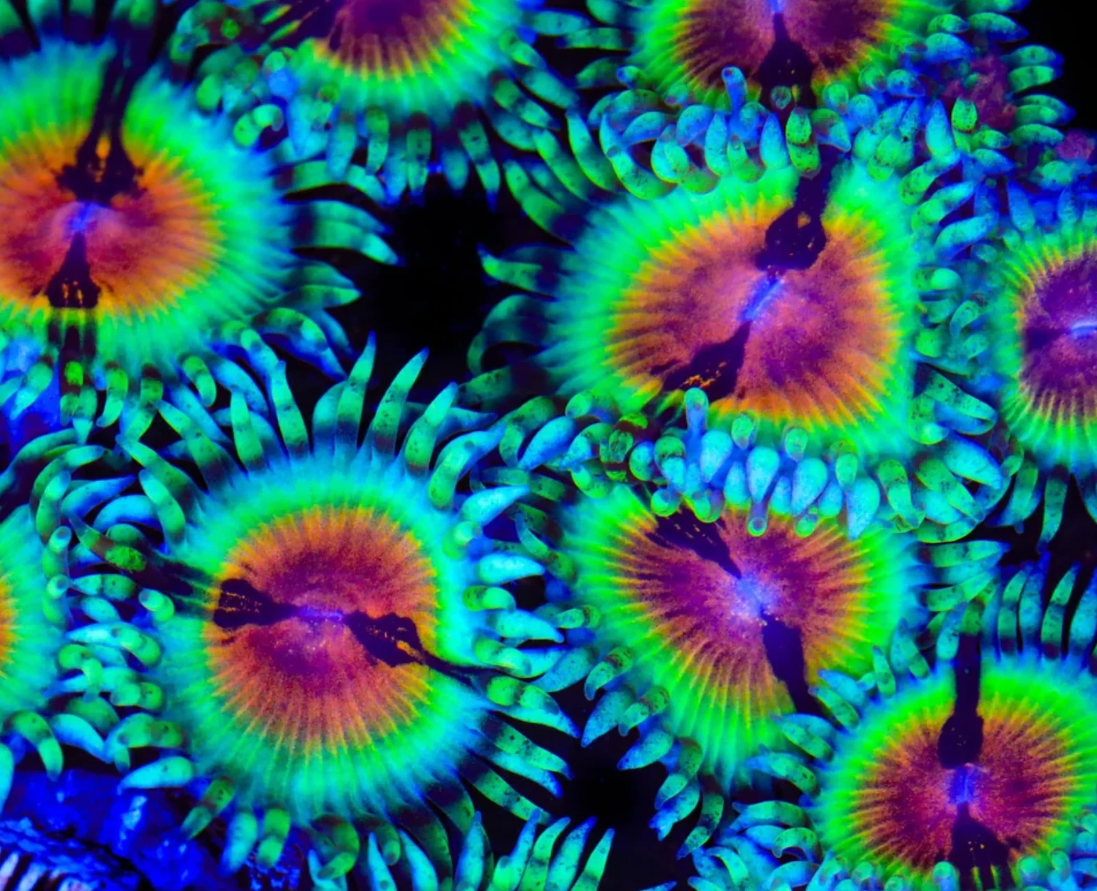 JF Bloodshot zoanthid colony