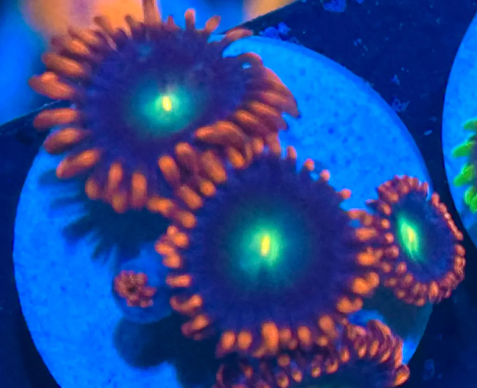 JF Punk Rocker zoanthid colony