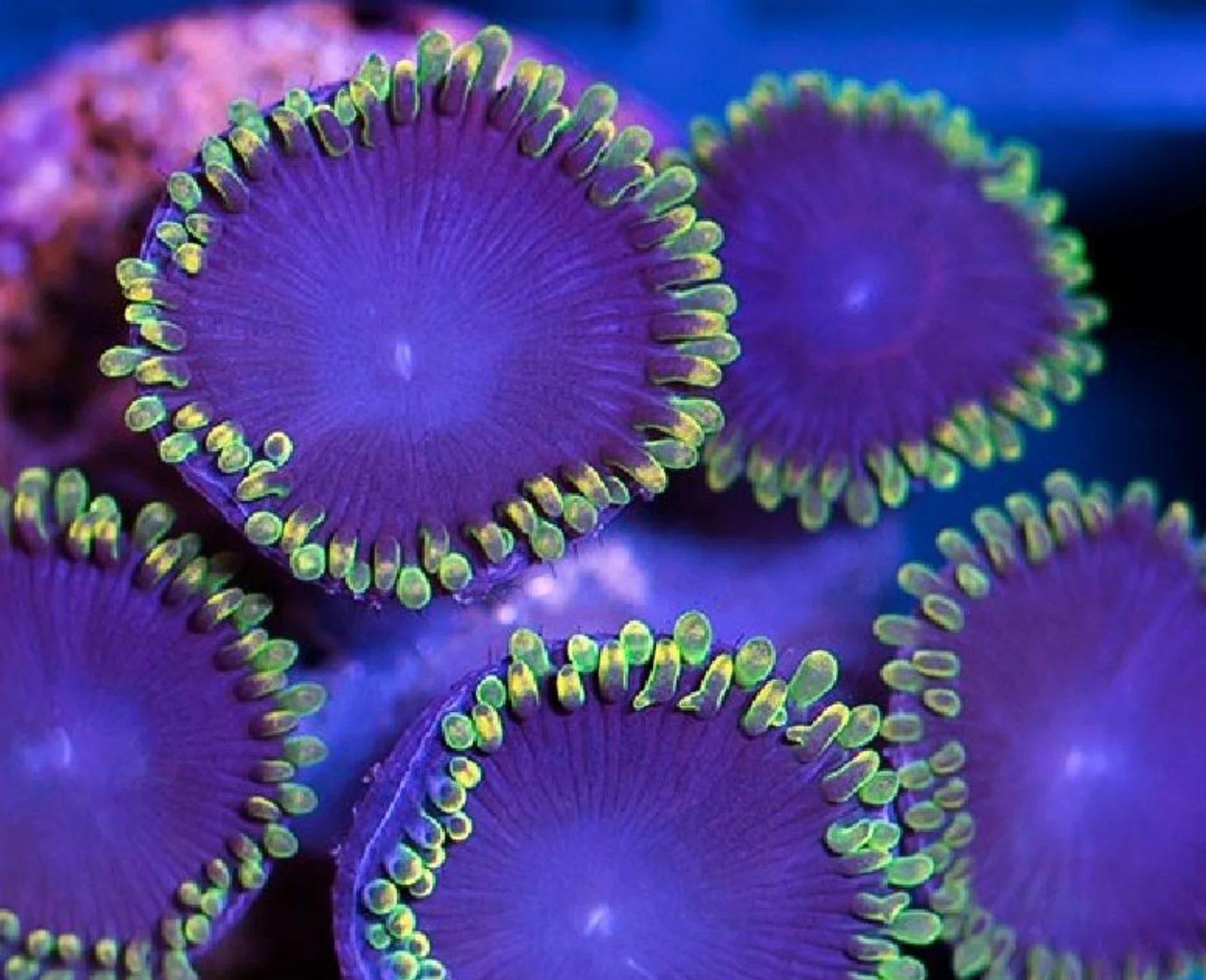 Joker zoanthid colony