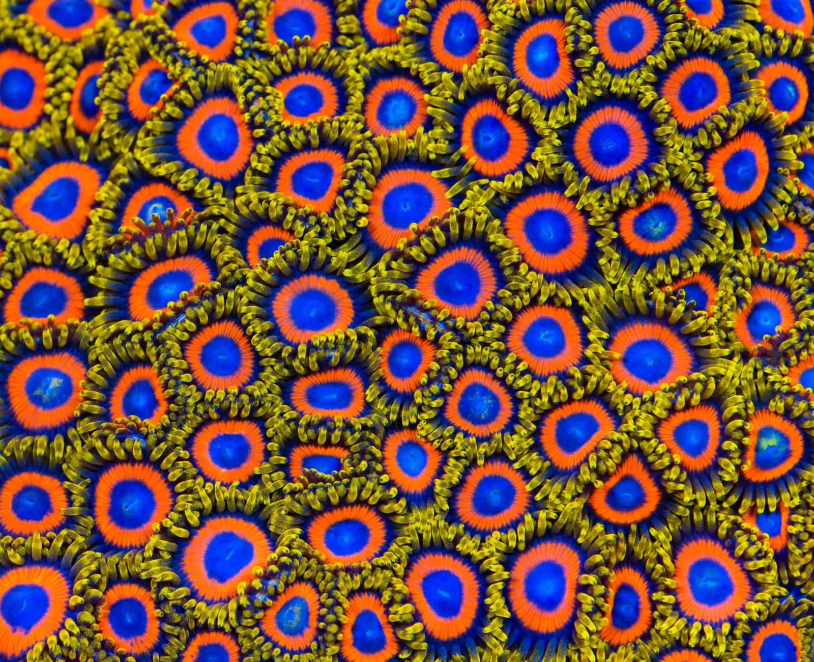 Jungle Juice zoanthid colony