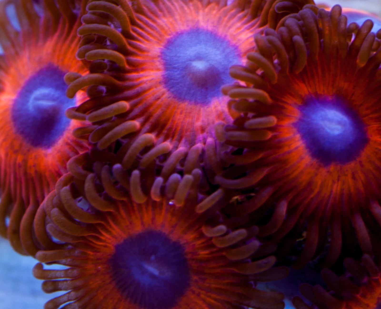 Kedds Reds zoanthid colony