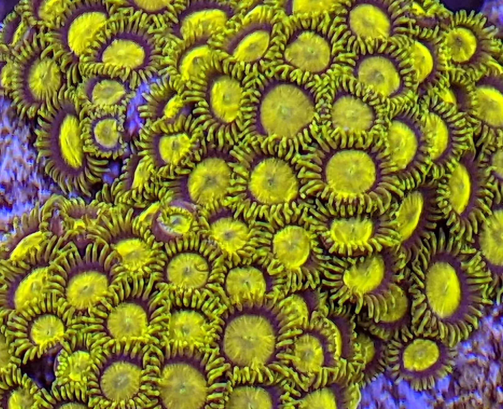King Midas zoanthid