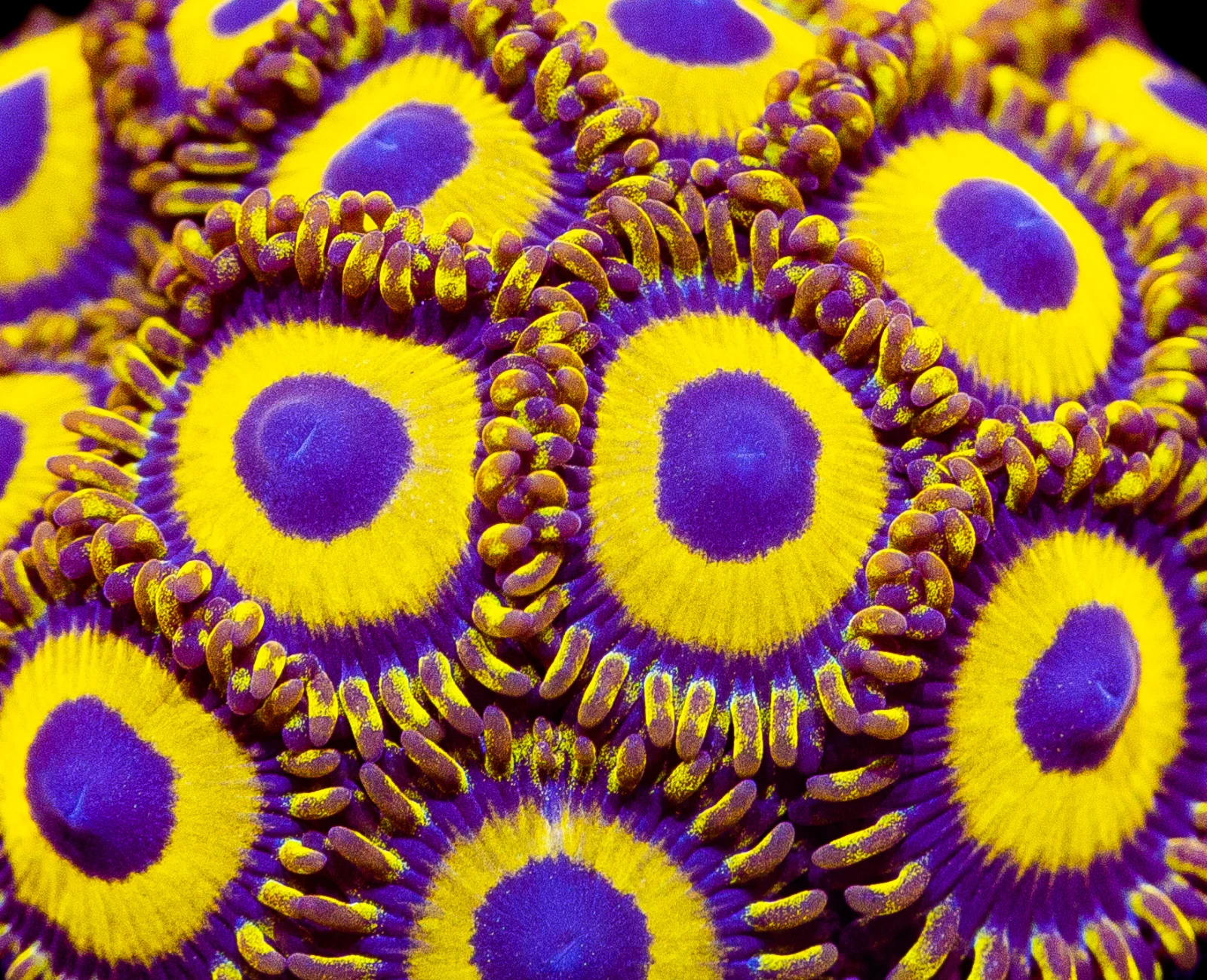 LA Lakers zoanthid