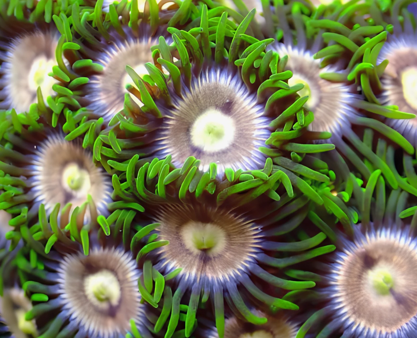 Laser Lemons zoanthid