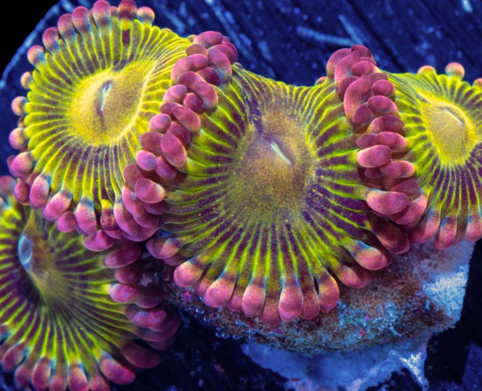 Lemonhead zoanthid