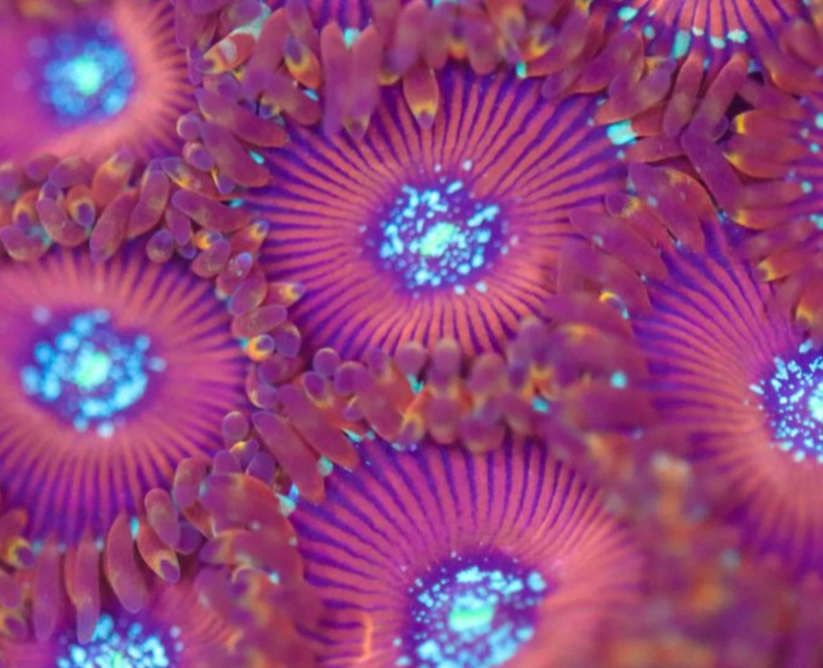 Magician zoanthid
