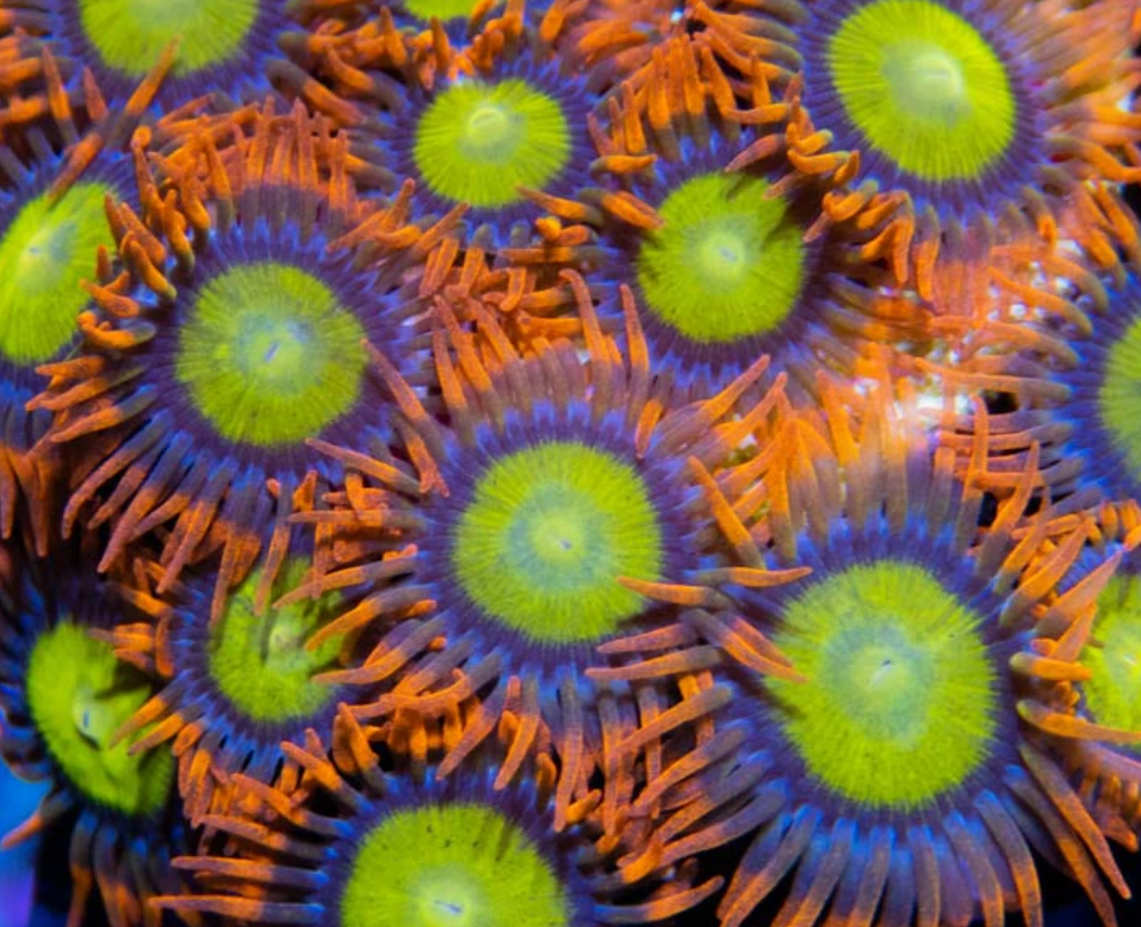 Mandarin Orange zoanthid