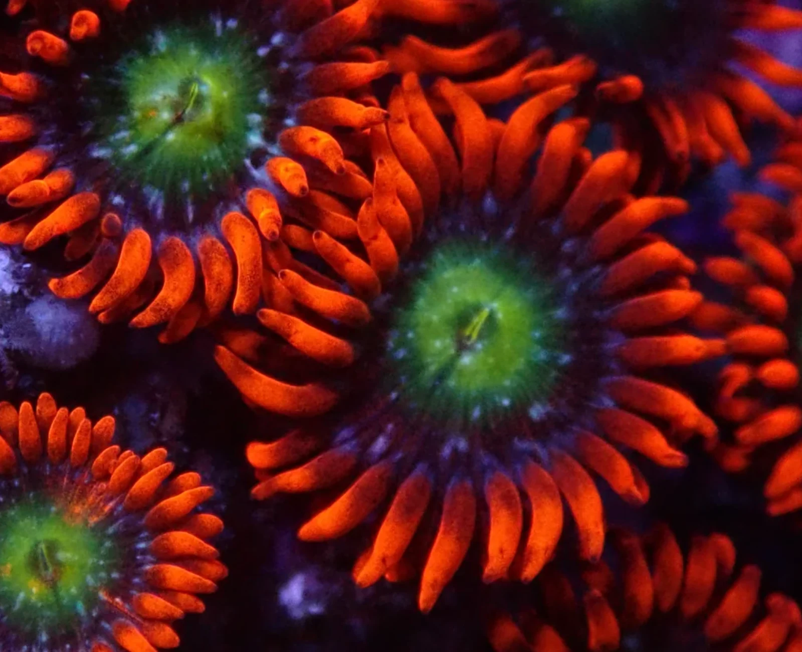 Mariposas zoanthid