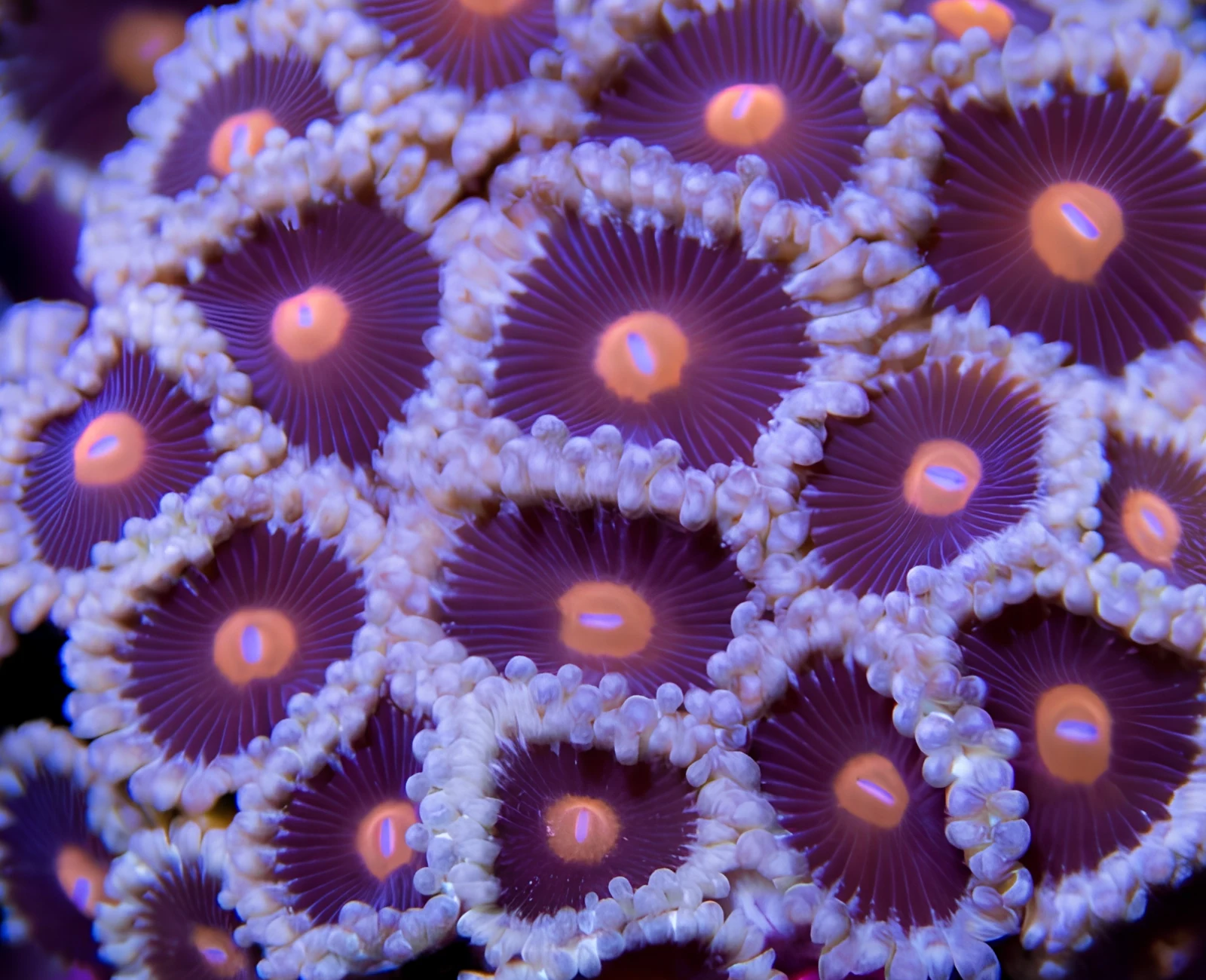 Mary Jane zoanthid