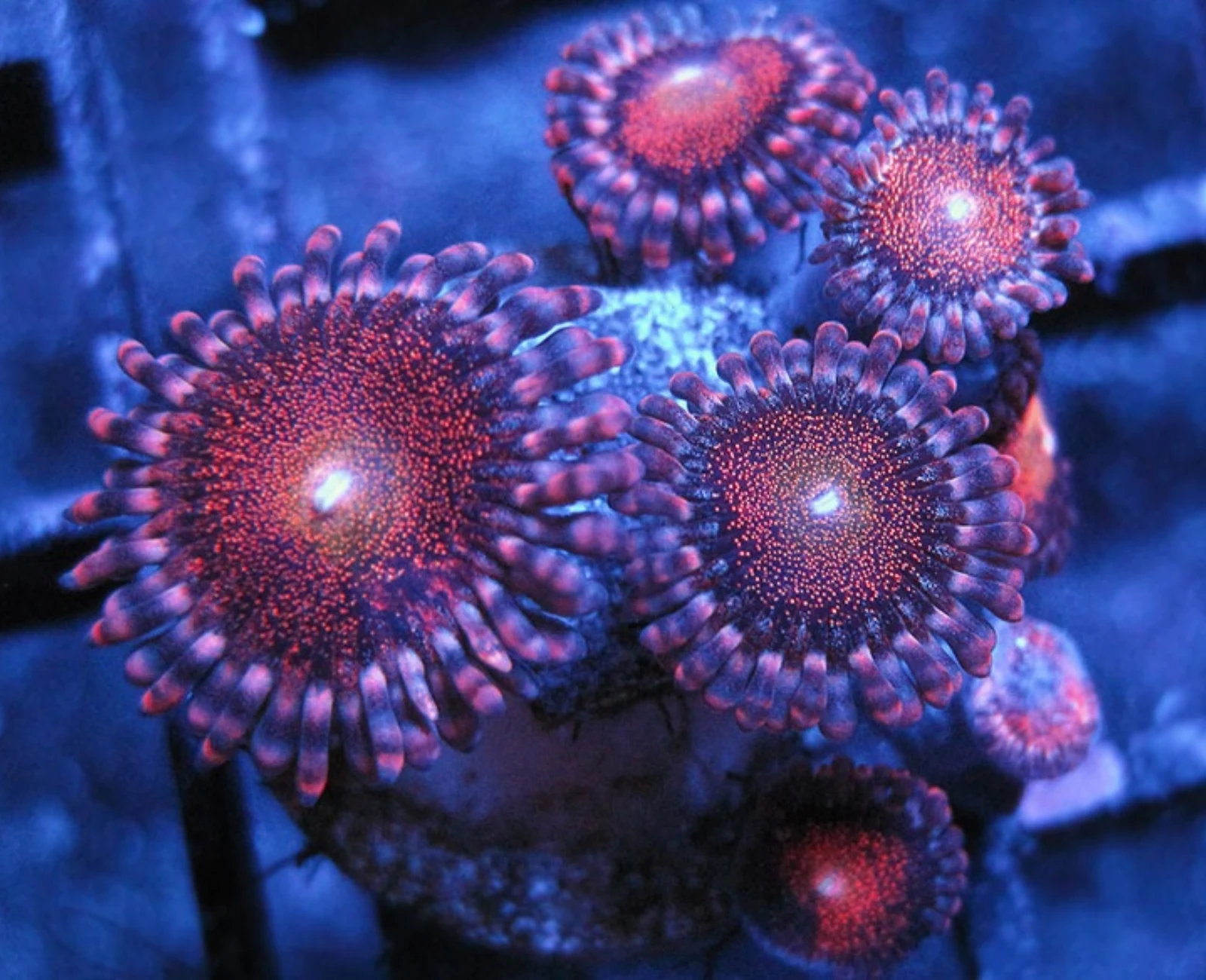 Mawhawk Zoa