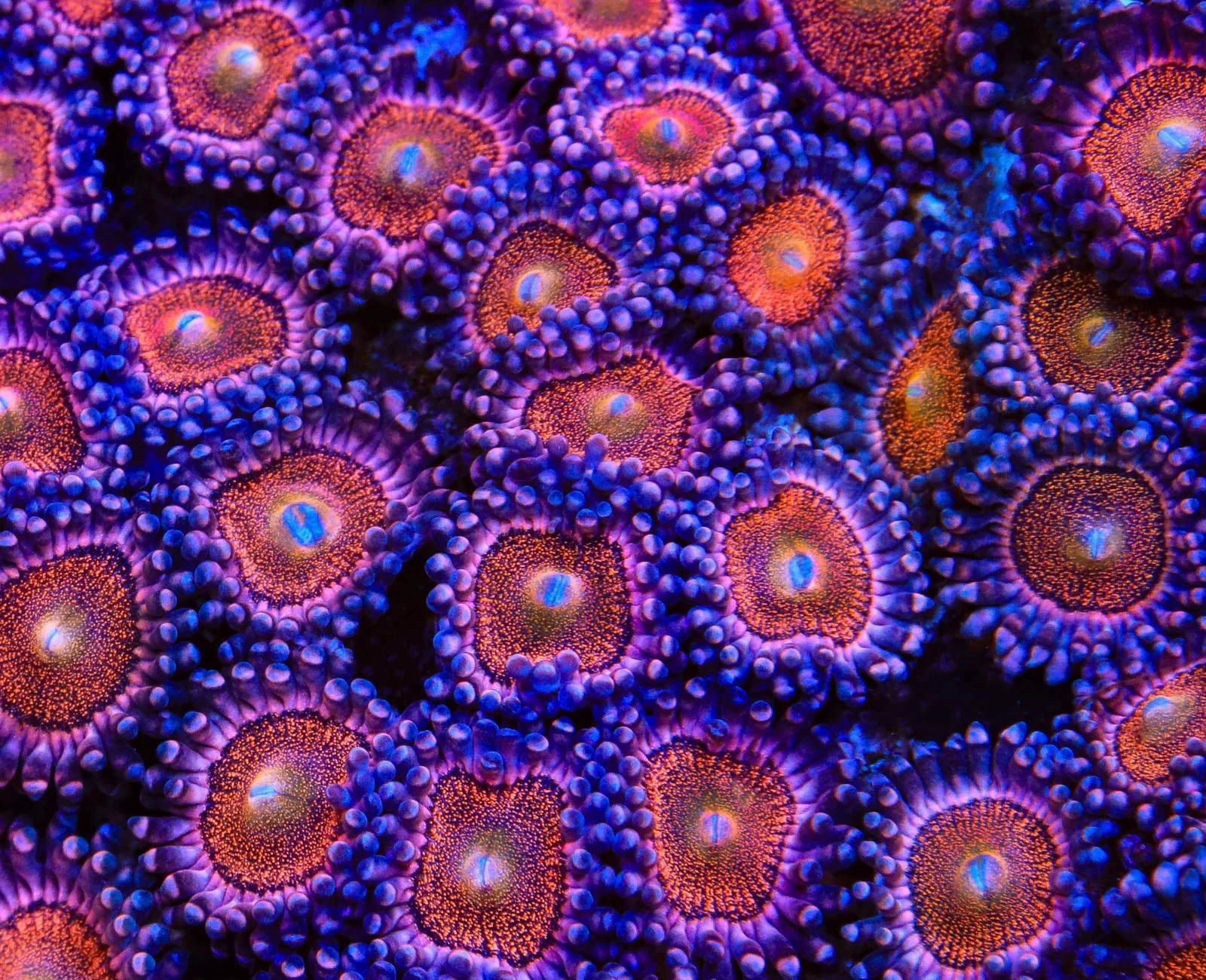 Mohawk zoanthid