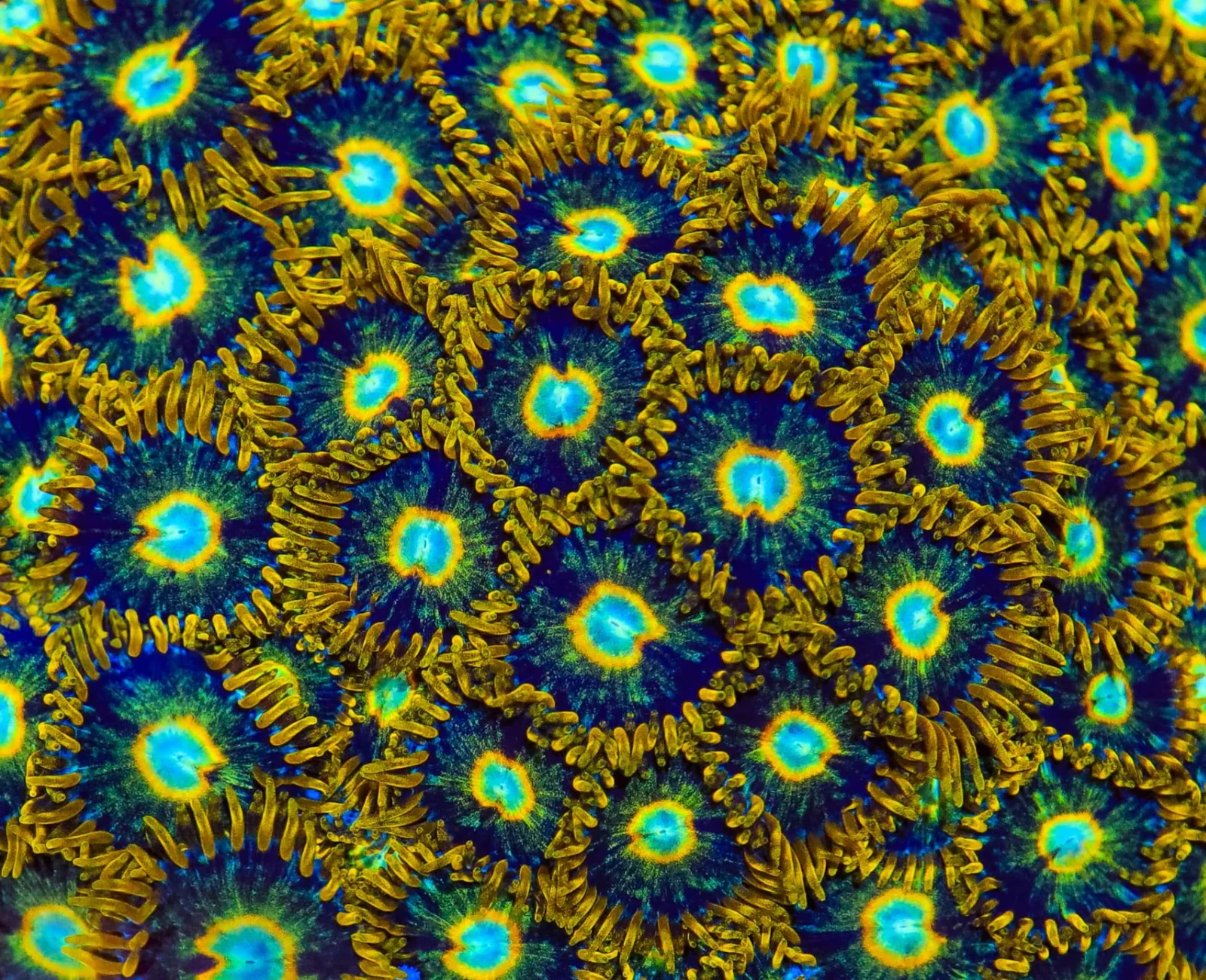 Murder Hornet zoanthid