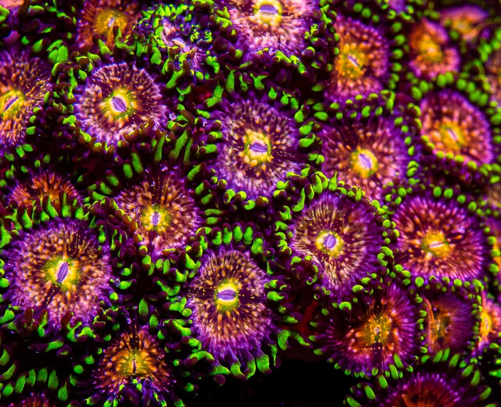 Nirvana zoanthid