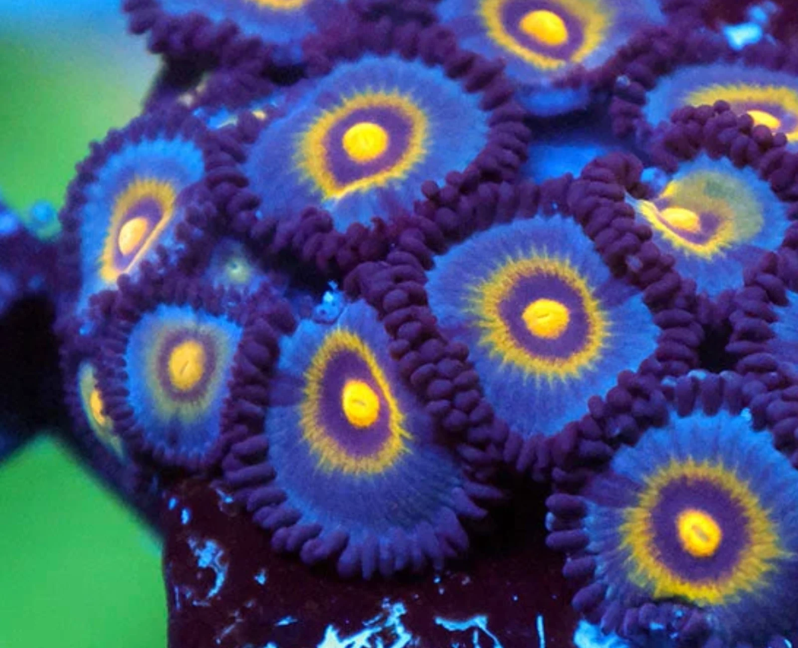 OG Wolverine zoanthid