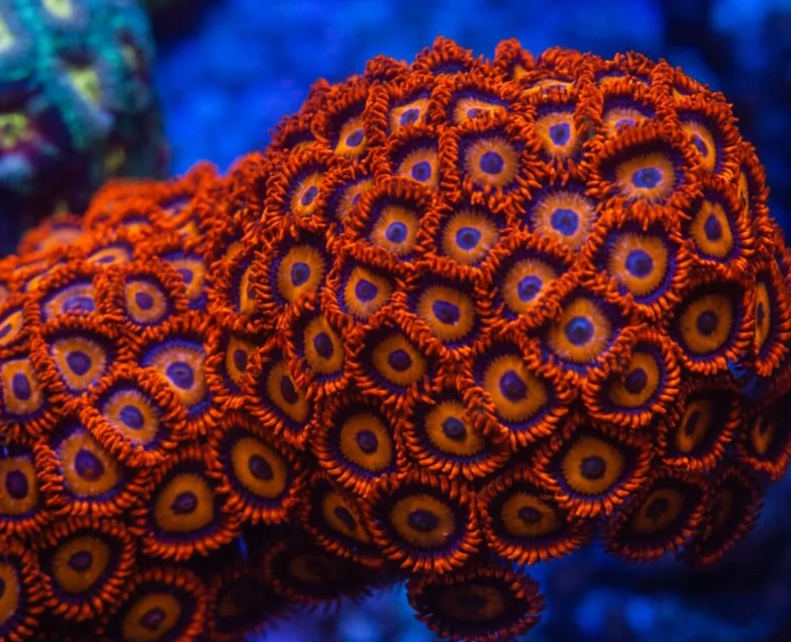 Orange Oxide zoanthid
