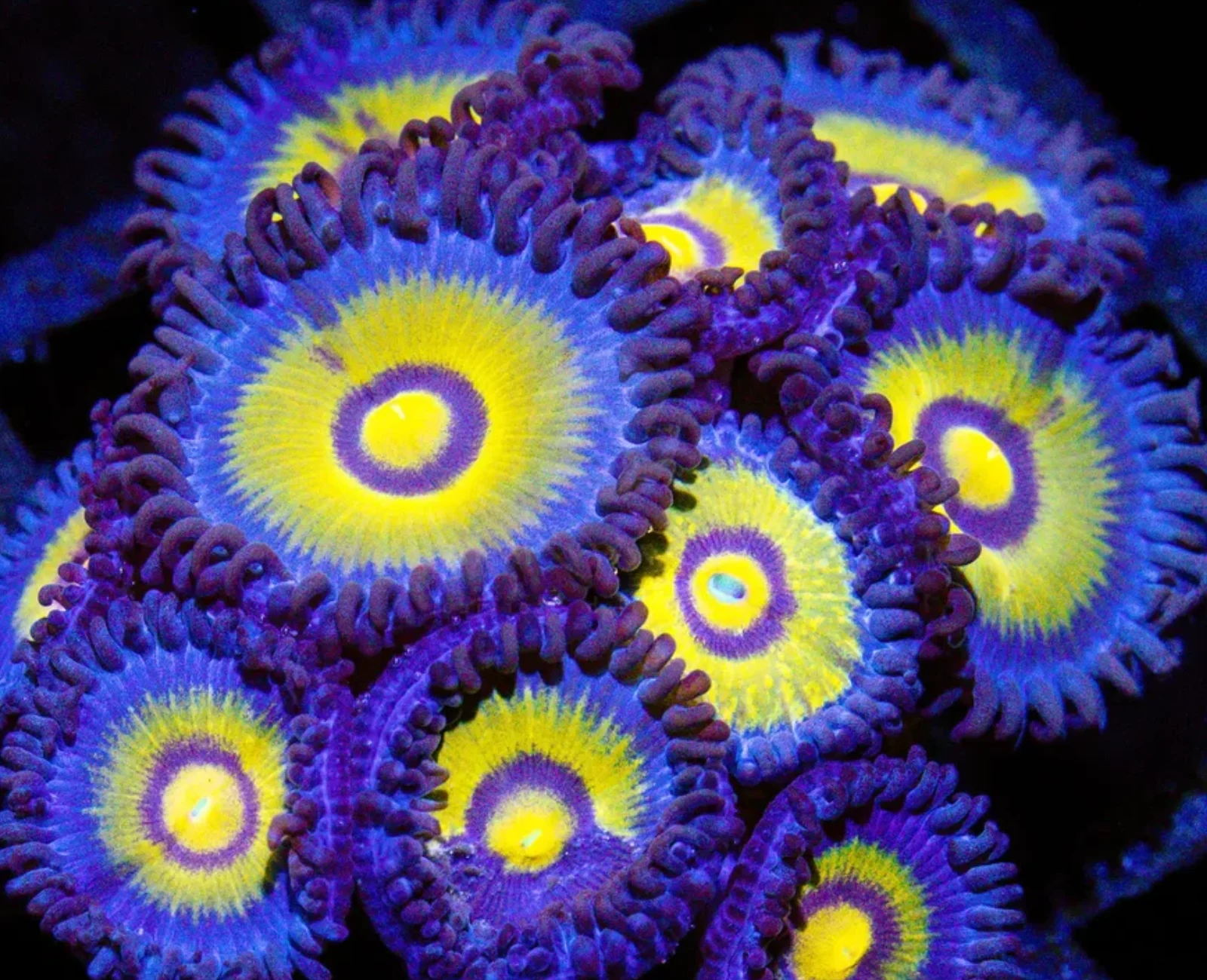 Outcast zoanthid