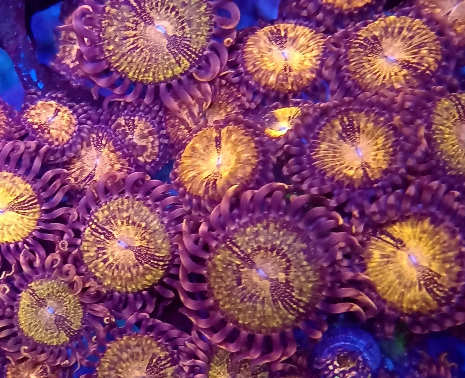 Pandora zoanthid