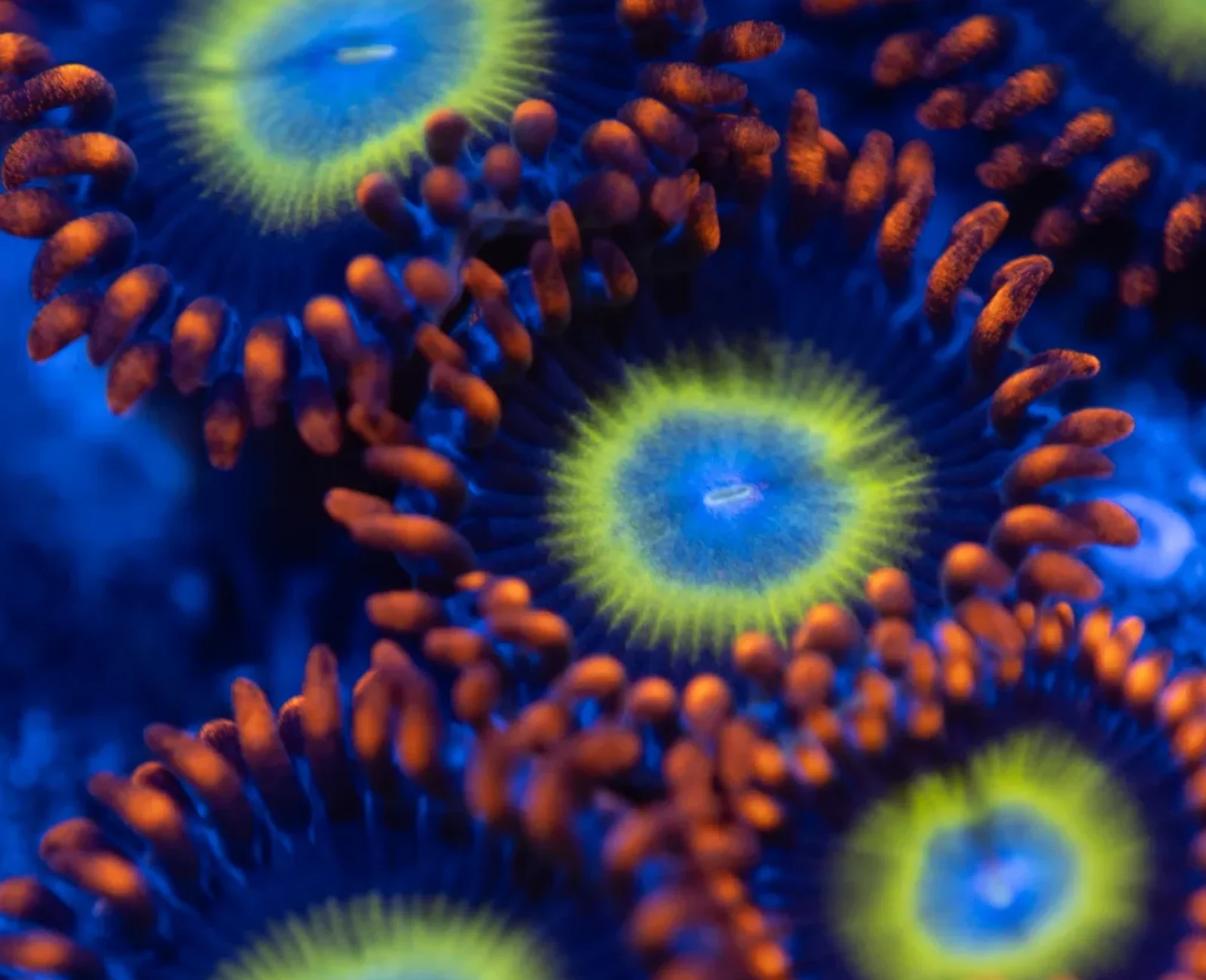 Pearl Jam zoanthid
