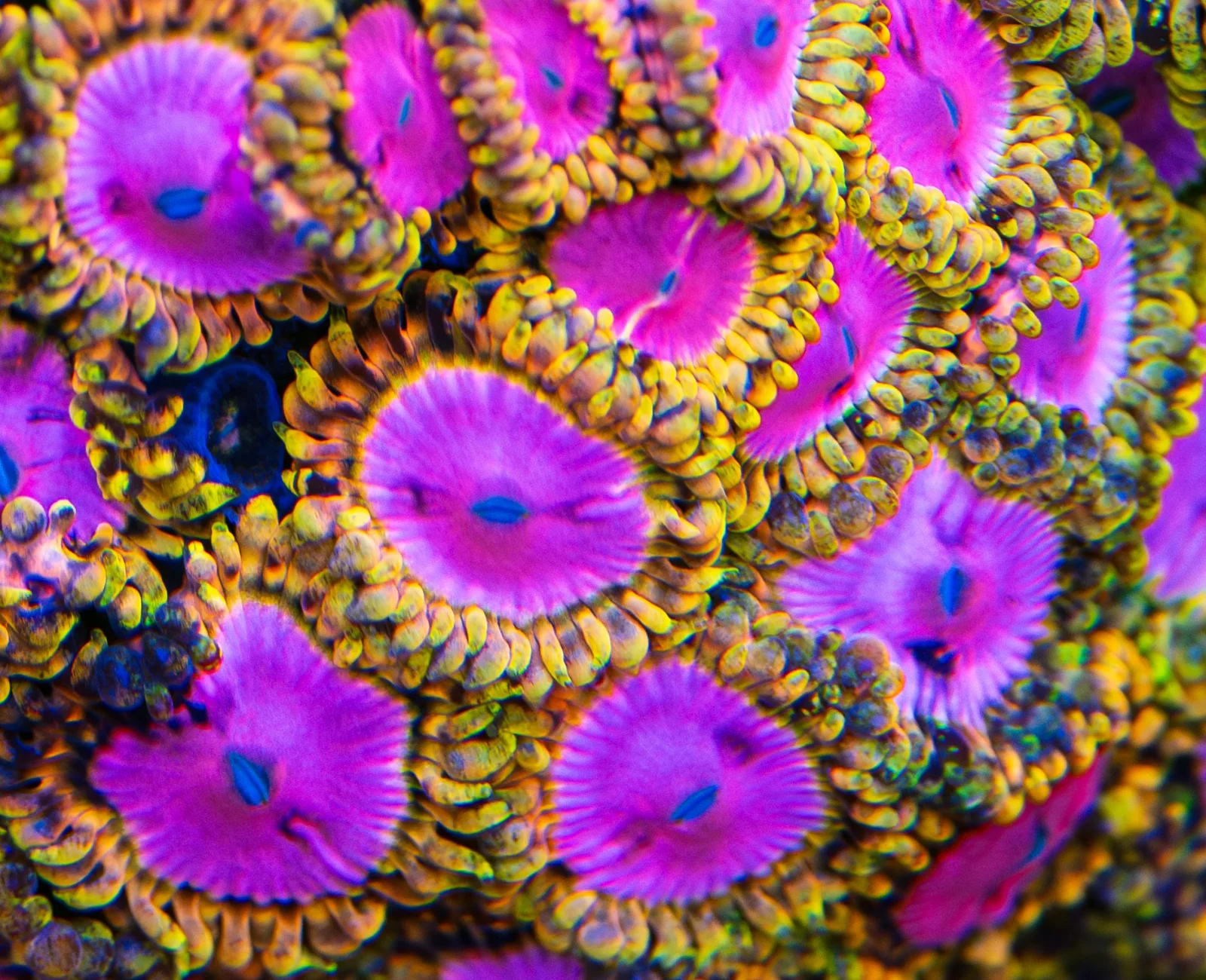 Pink Diamond zoanthid
