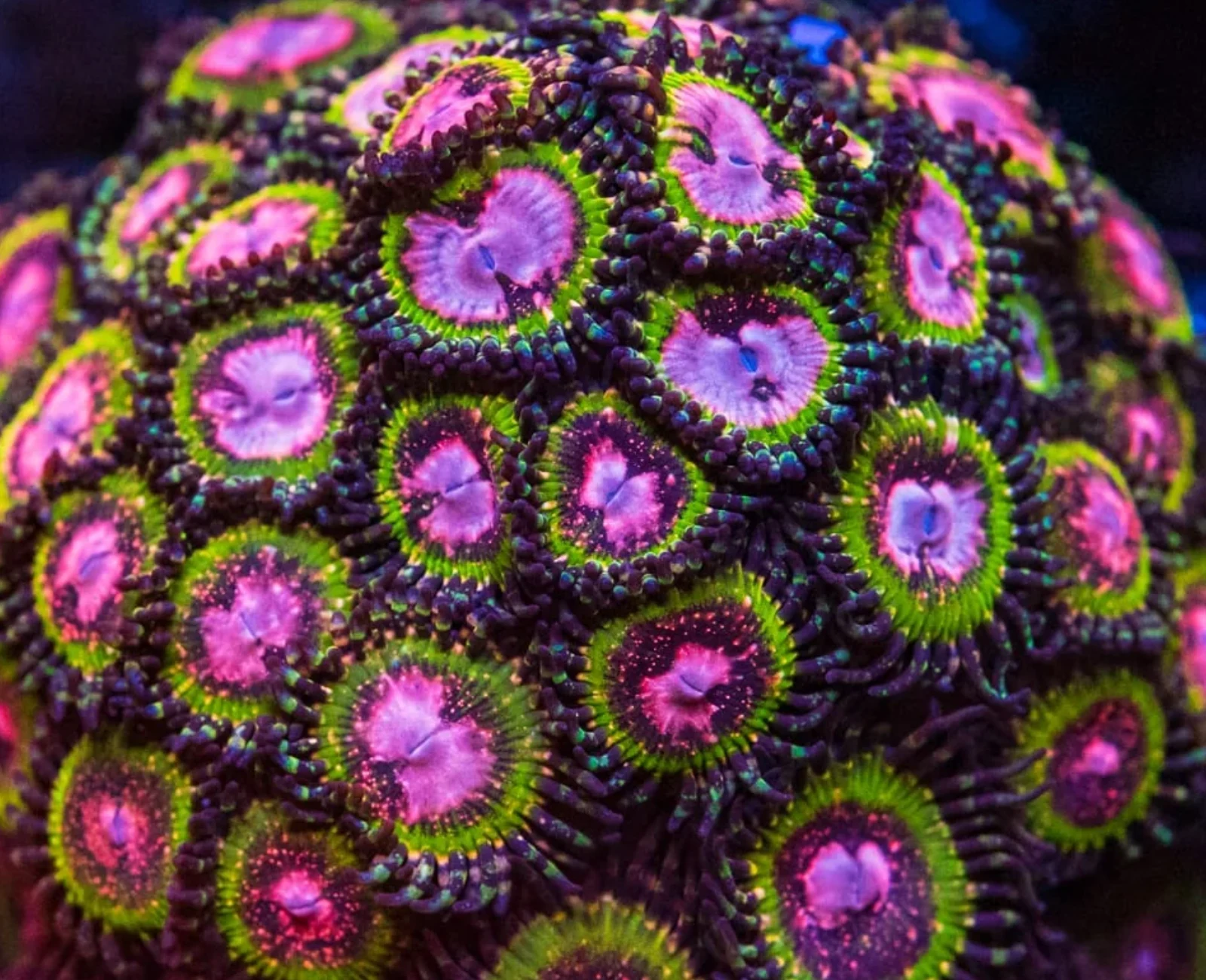 Pink Krakatoa zoanthid