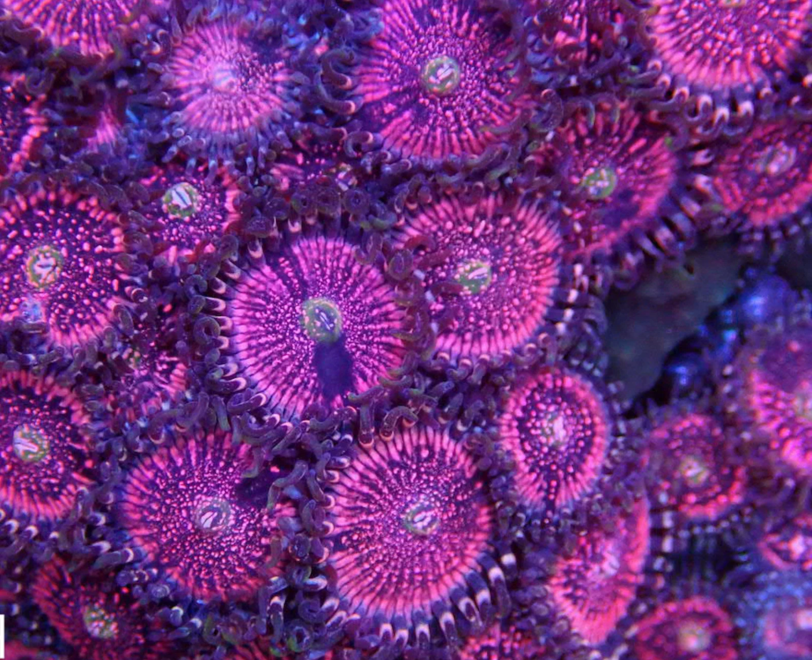 Pink Zippers zoanthid