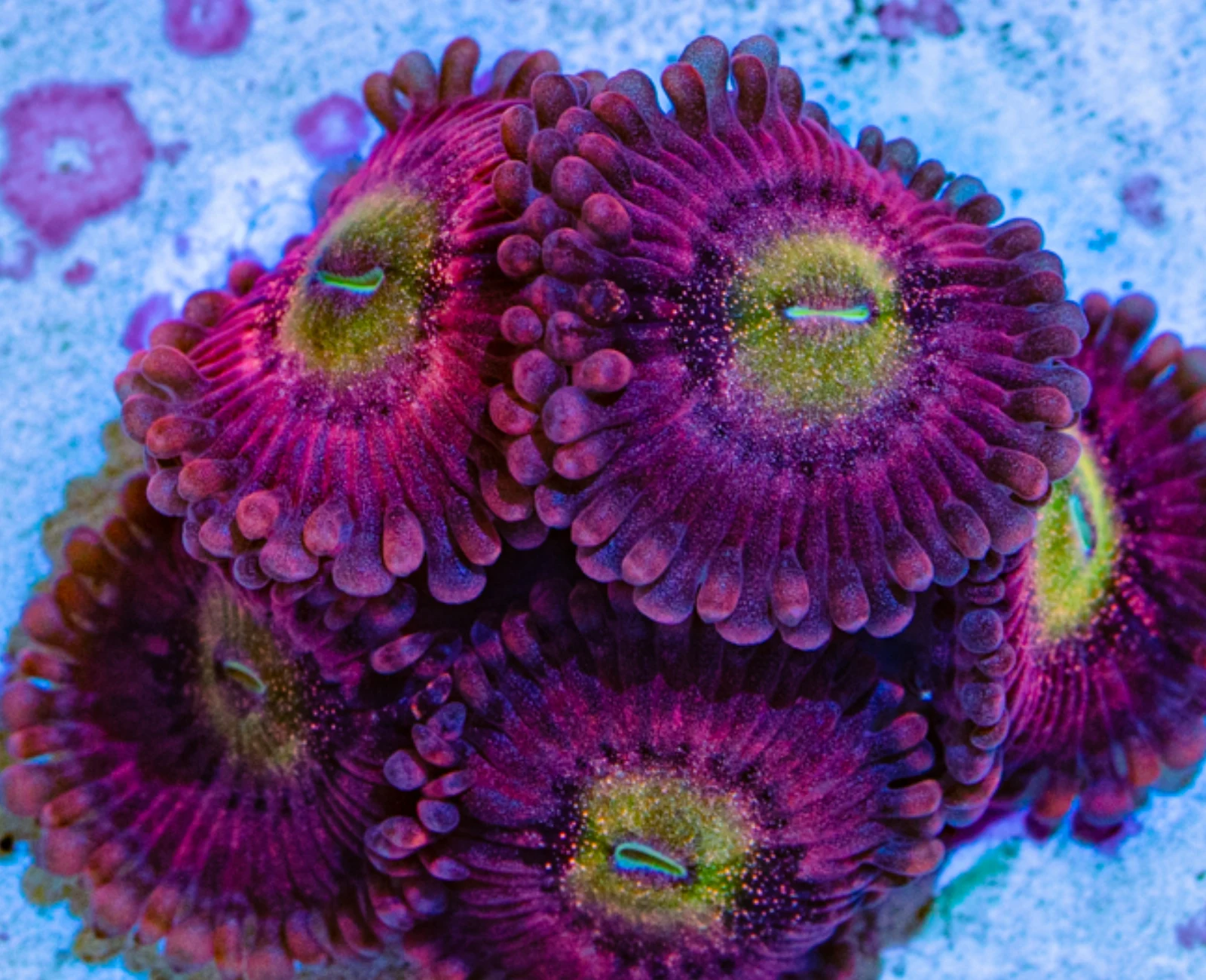 Playboy Bunny zoanthid
