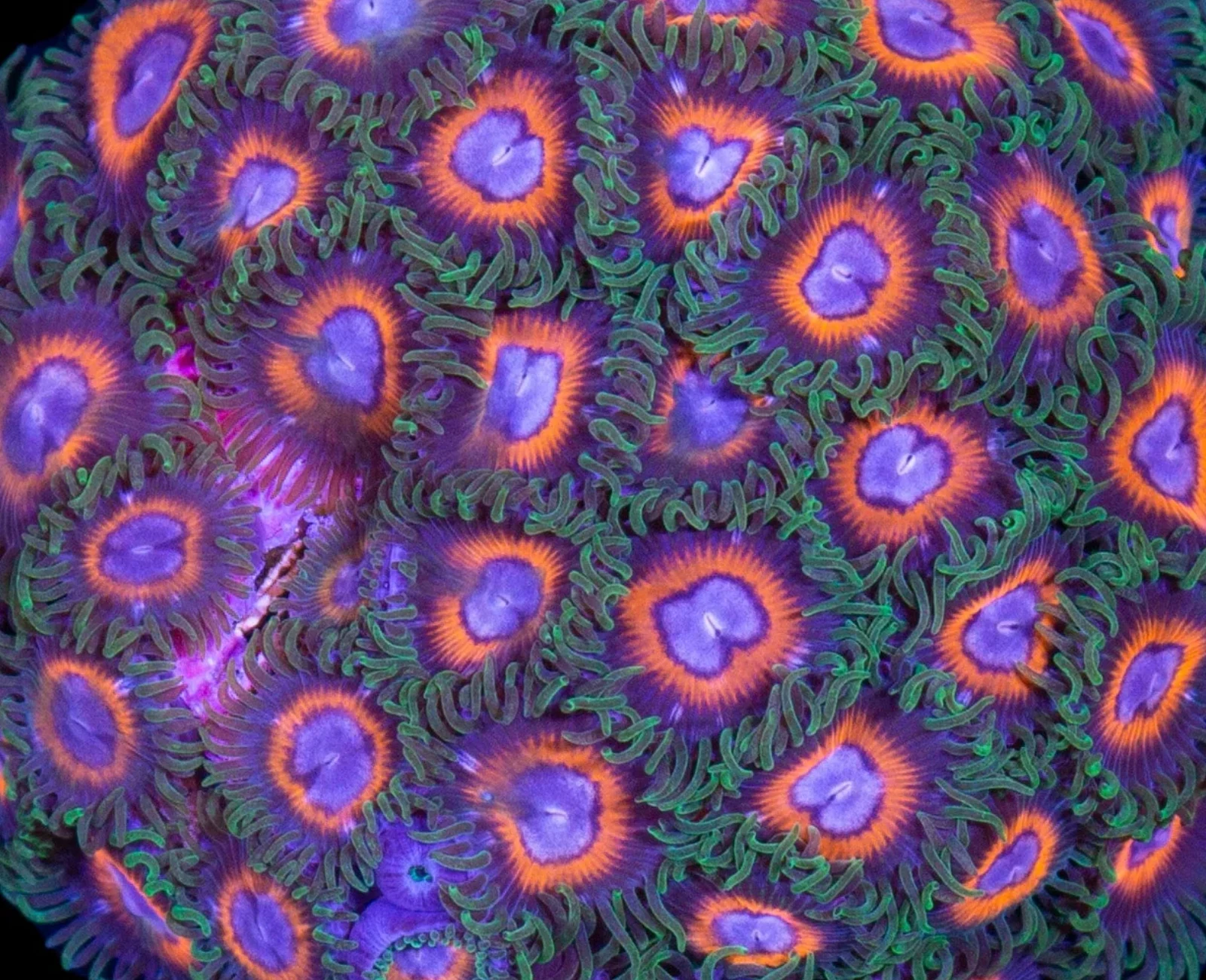 Poker Face zoanthid