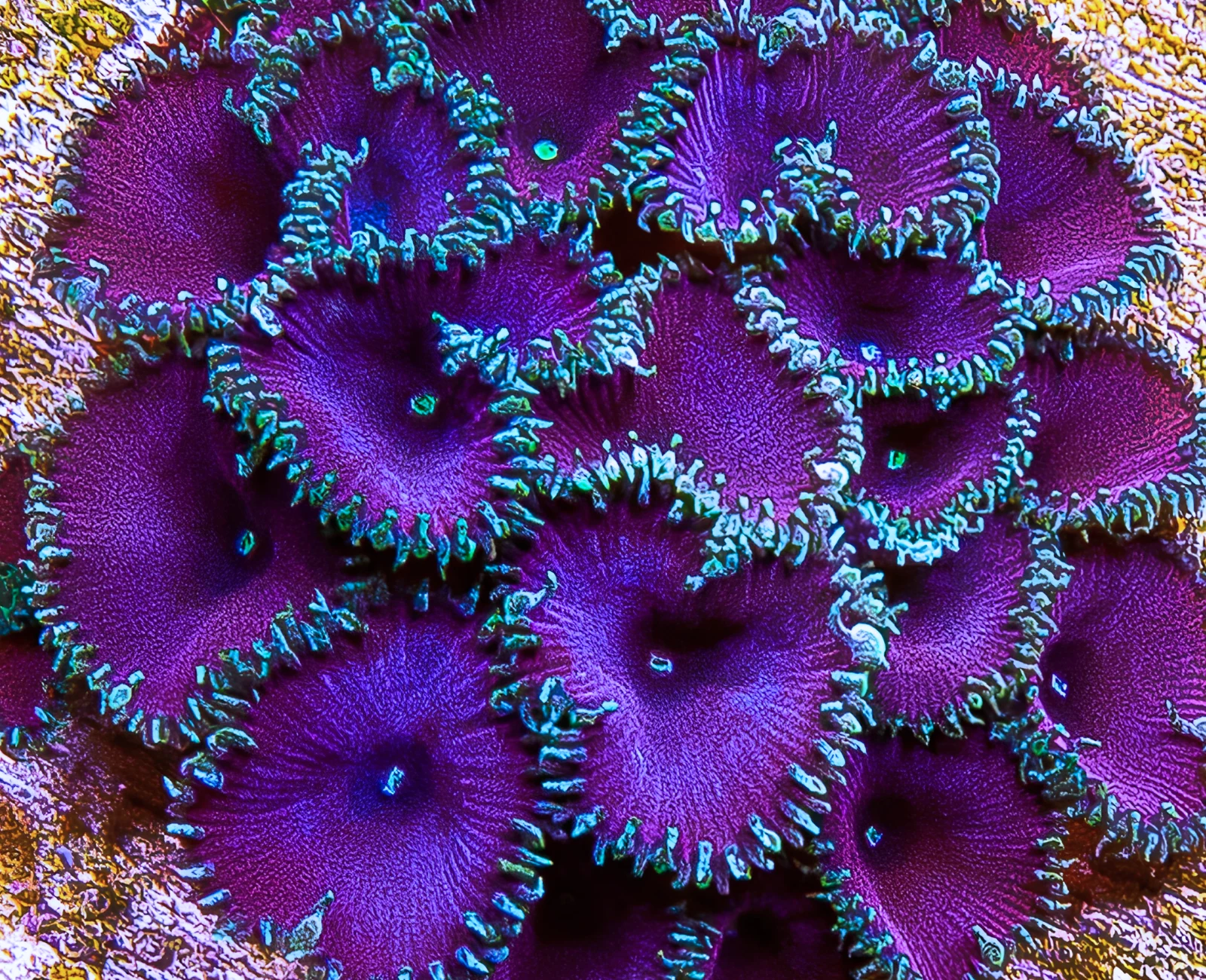 Purple Death Protopaly zoanthid