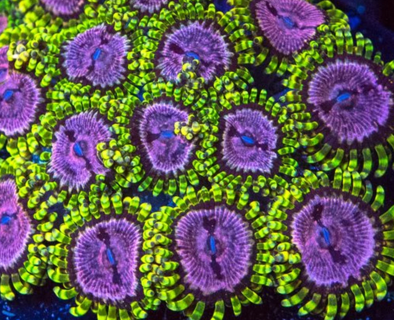 Purple Monsters zoanthid