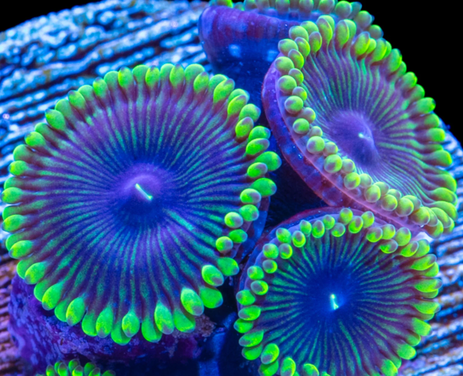 Purple People Eater Zoanthids (PPE) zoanthid