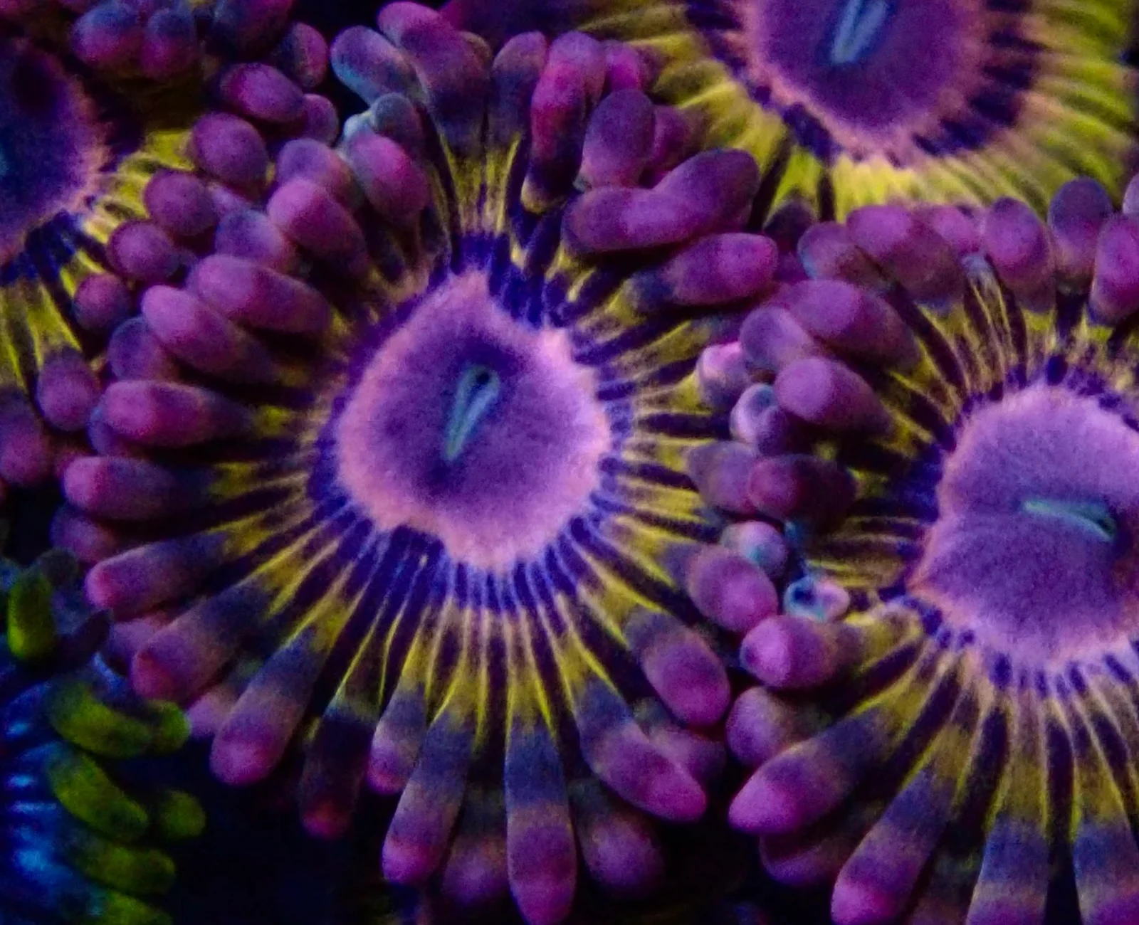 Queen Krakatoa zoanthid