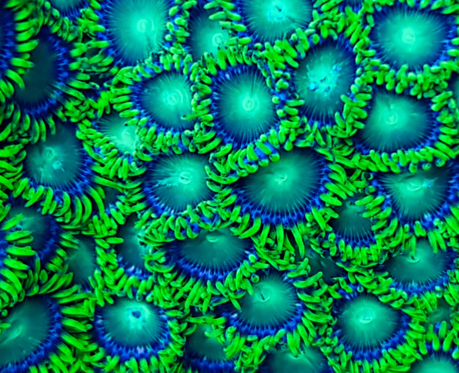 Radioactive Dragon Eye zoanthid colony
