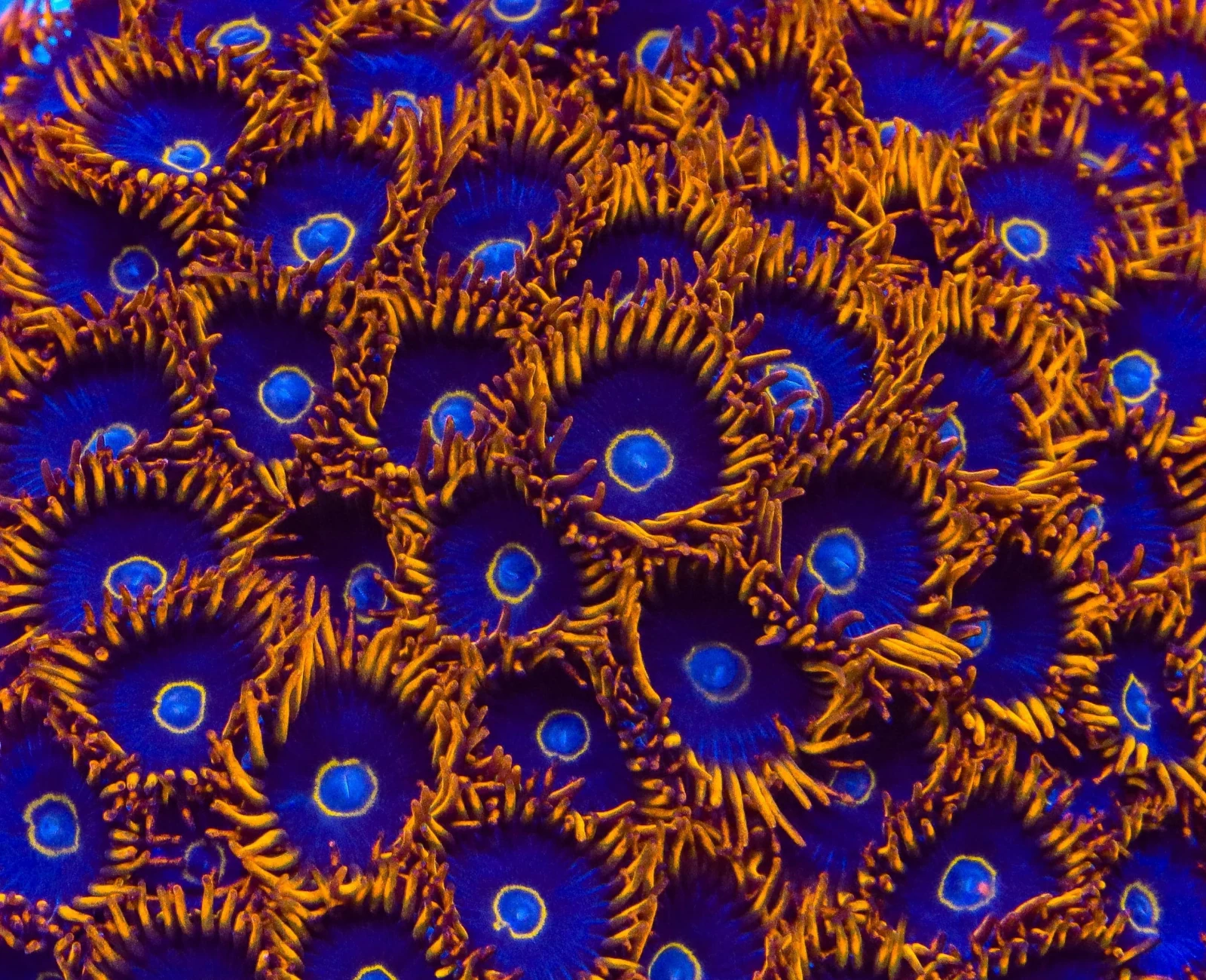 Rainbow Hornet zoanthid