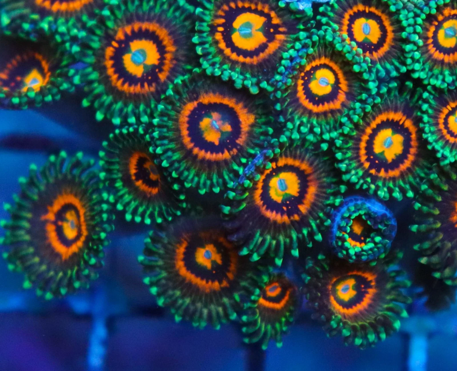 Rainbow Incinerator zoanthid