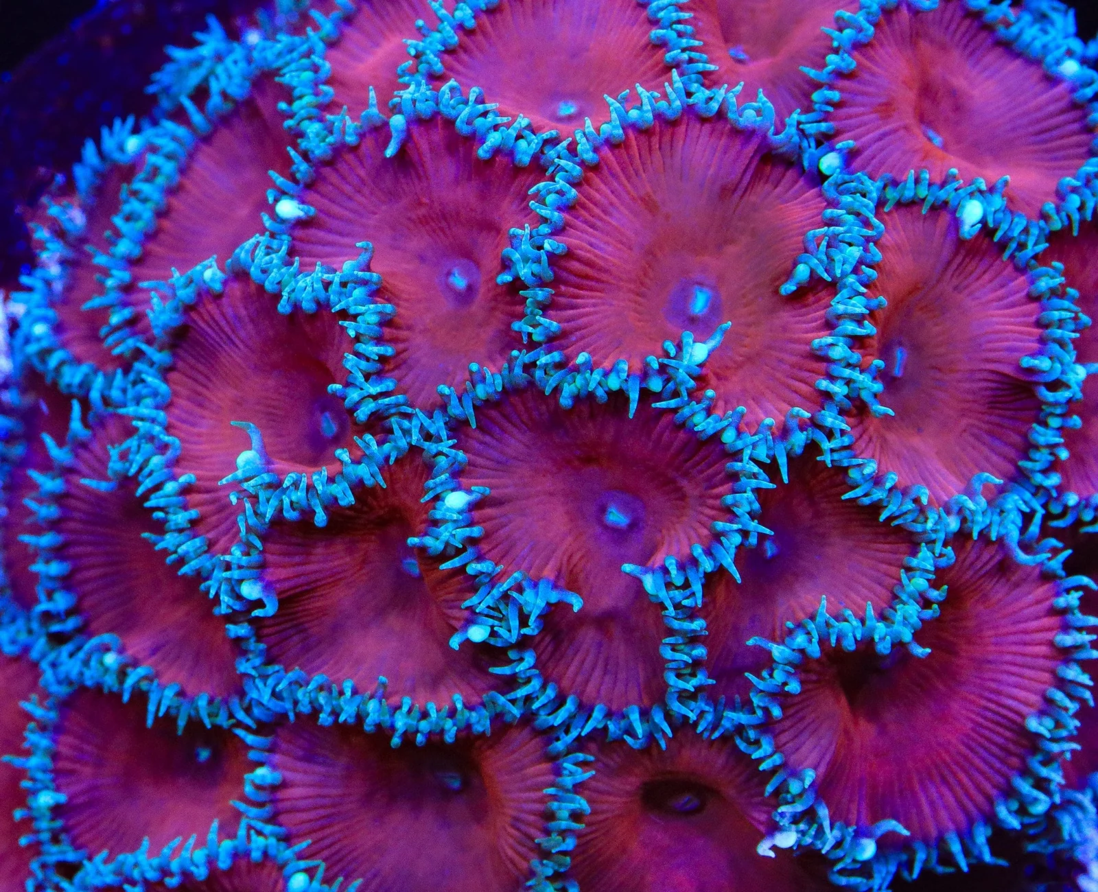 Red Death ProtoPalys zoanthid