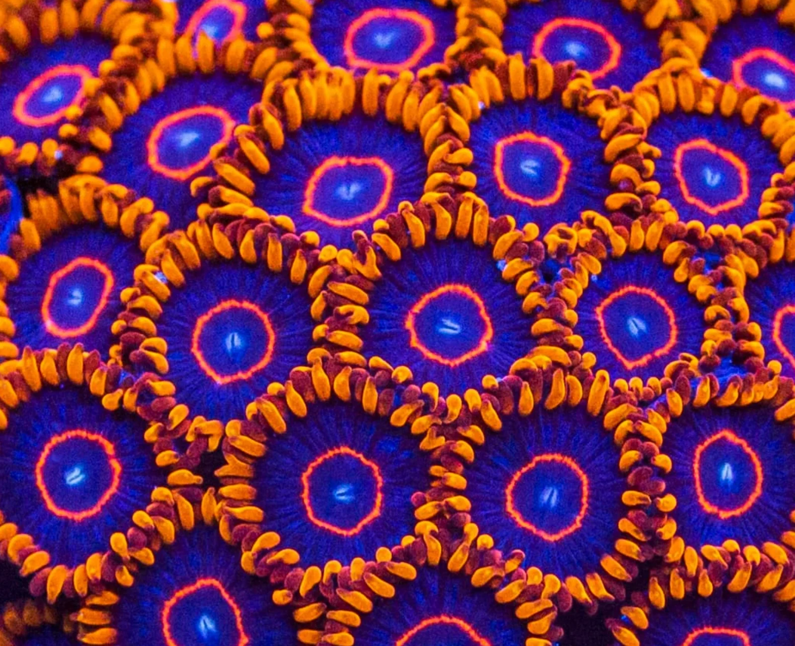 Red Hornet zoanthid