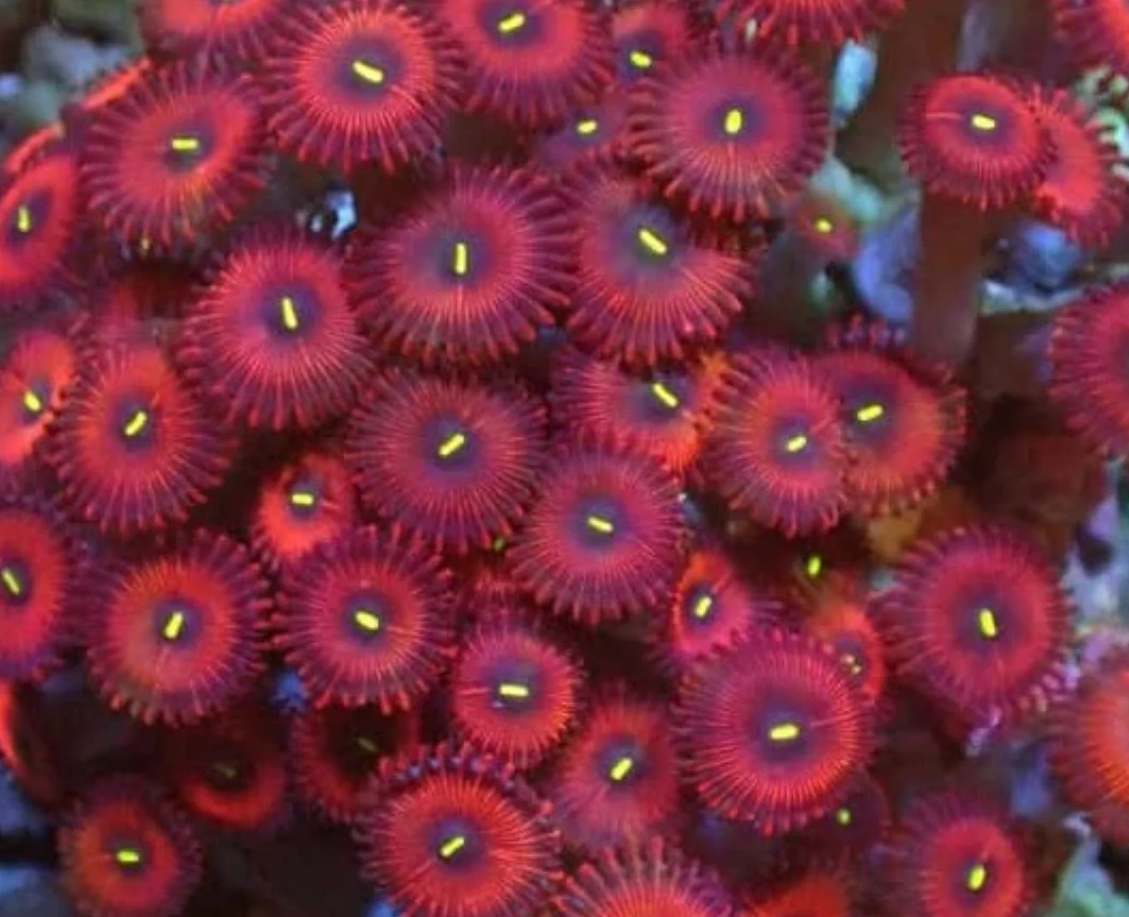 Red People Eater zoanthid
