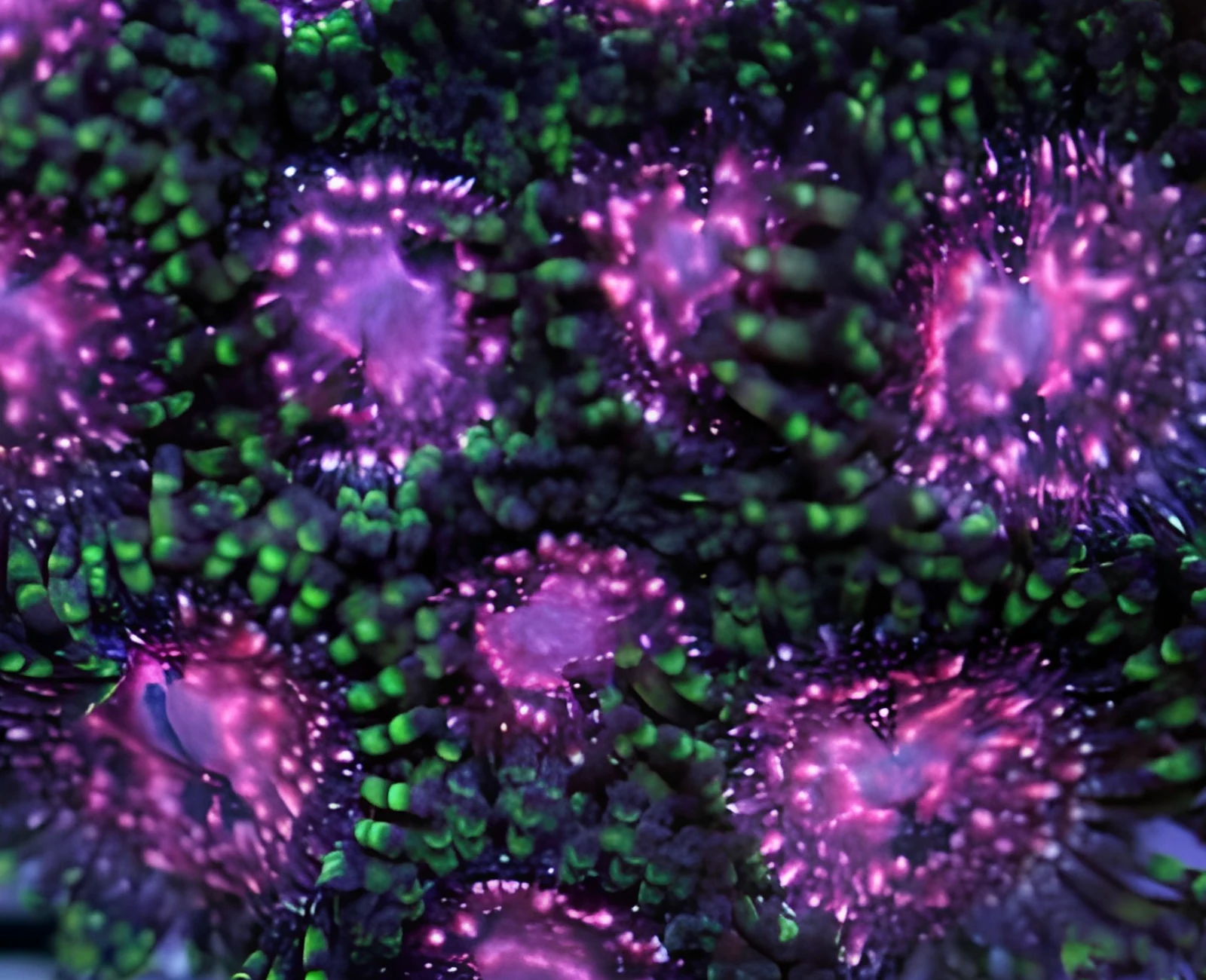 Rose Nebula zoanthid