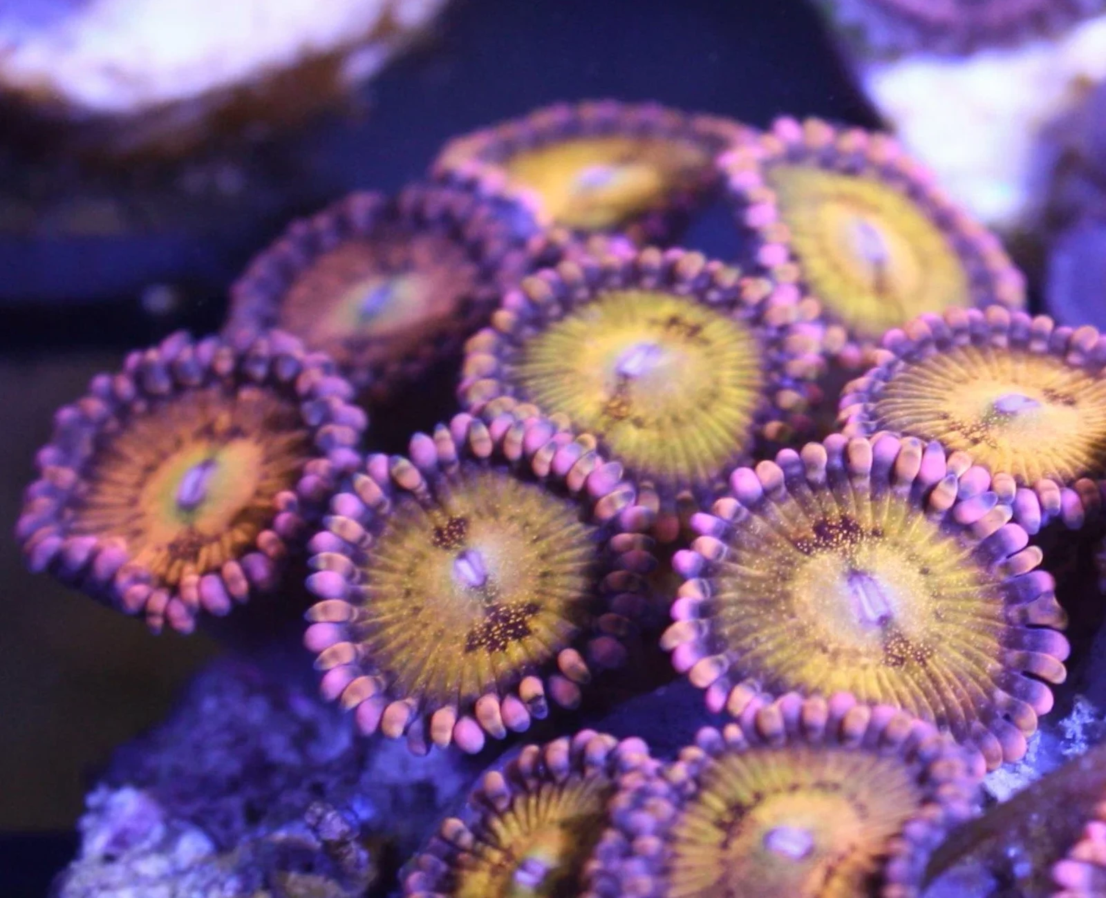 Sakura Sunrise zoanthid