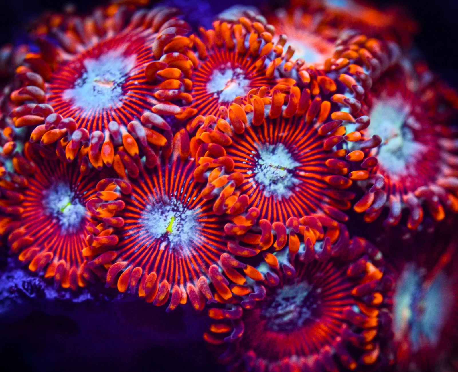 Salted Agave zoanthid