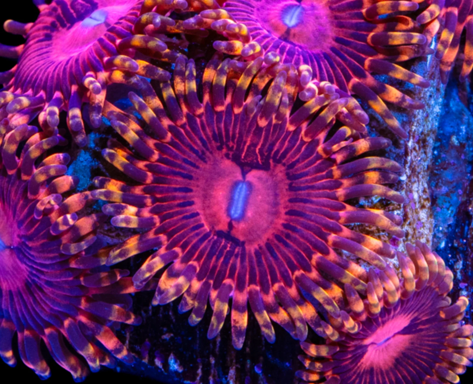 SBB Aphrodite zoanthid