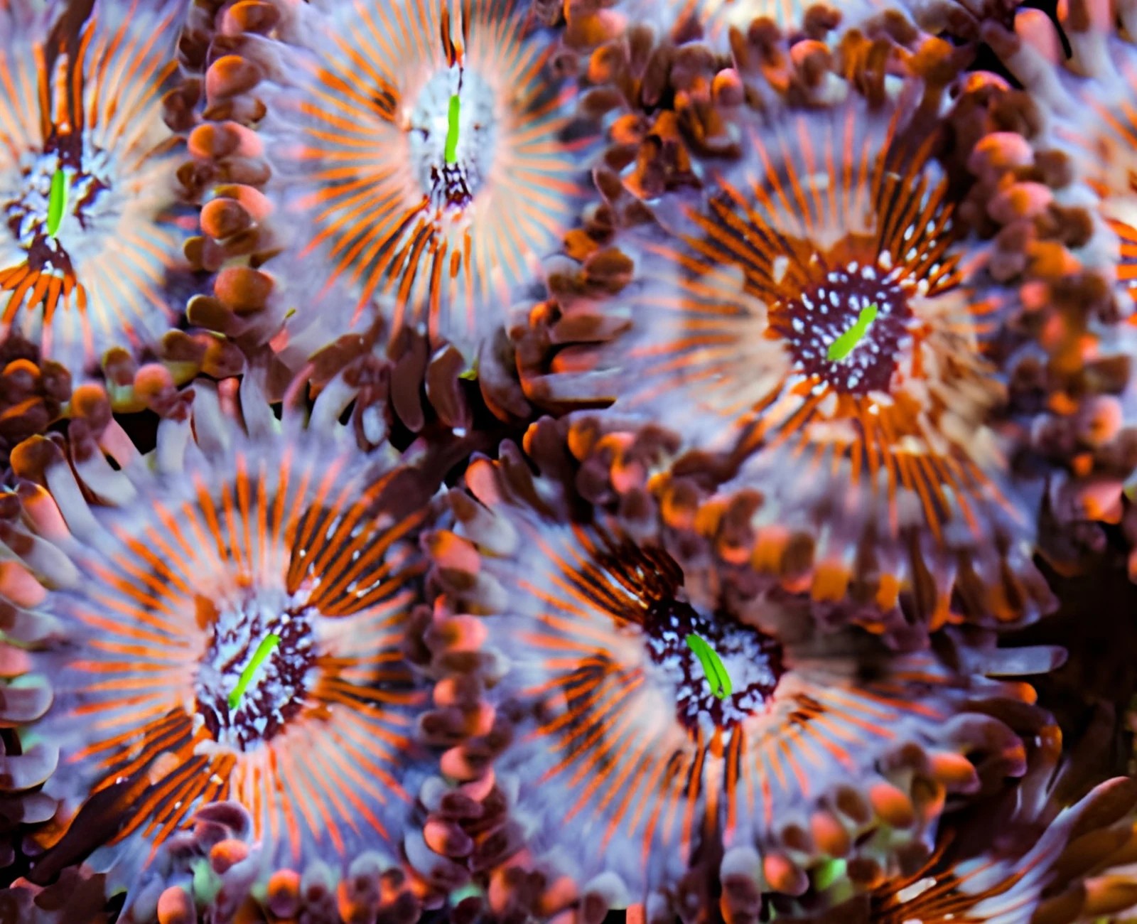 Seduction People Eater zoanthid