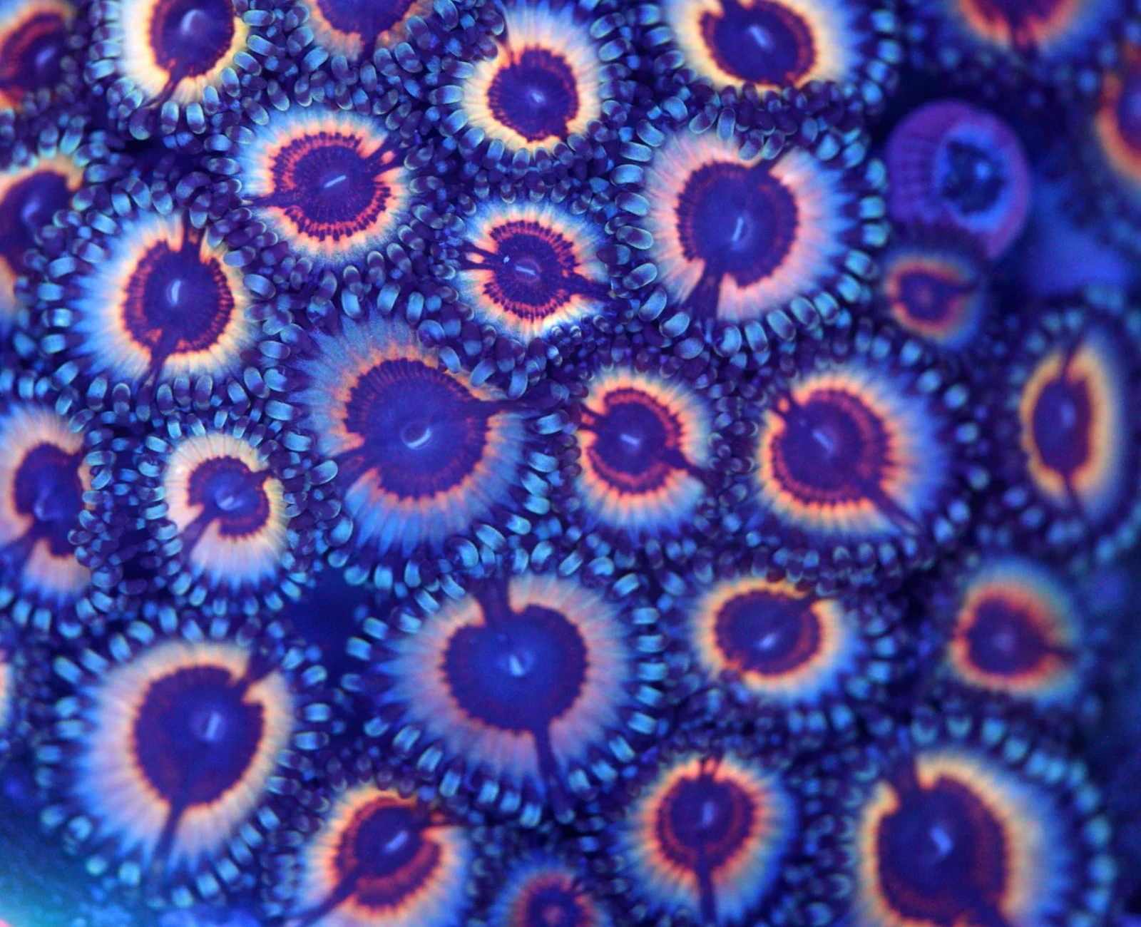 Sonic Flare Zoa
